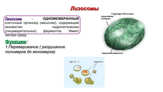 ЛизосомыЛизосомы
ЛизосомаЛизосома – ОДНОМЕМБРАННЫЙ
клеточный органоид (мешочек), содержащий
множество гидролитических
(пищеварительных) ферментов. Имеет
кислую среду
ФункцииФункции::
1.1.Переваривание ( разрушениеПереваривание ( разрушение
полимеров до мономеров)полимеров до мономеров)
 