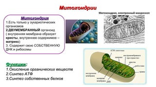 МитохондрииМитохондрии
ФункцииФункции::
1.1.Окисление органических веществОкисление органических веществ
2.2.Синтез АТФСинтез АТФ
3.3.Синтез собственных белковСинтез собственных белков
МитохондрияМитохондрия
1.Есть только у эукариотических
организмов
2.ДВУМЕМБРАННЫЙ органоид
( внутренняя мембрана образует
кристы, внутреннее содержимое –
матрикс)
3. Содержит свою СОБСТВЕННУЮ
ДНК и рибосомы
Митохондрия, электронный микроскоп
 