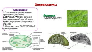 ХлоропластыХлоропласты
ФункцииФункции::
1.1.ФОТОСИНТЕЗФОТОСИНТЕЗ
ХлоропластХлоропласт
1.Есть только у эукариотических
организмов (растения)
2.ДВУМЕМБРАННЫЙ органоид
( внутренняя мембрана образует
граны, внутреннее содержимое –
строма)
3. Содержит свою СОБСТВЕННУЮ
ДНК и рибосомы
 