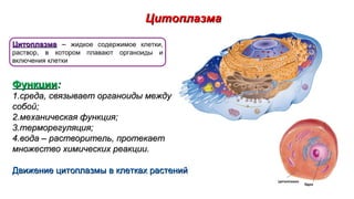 ЦитоплазмаЦитоплазма
ЦитоплазмаЦитоплазма – жидкое содержимое клетки,
раствор, в котором плавают органоиды и
включения клетки
ФункцииФункции::
1.1.среда, связывает органоиды междусреда, связывает органоиды между
собой;собой;
2.2.механическая функция;механическая функция;
3.3.терморегуляция;терморегуляция;
4.4.вода – растворитель, протекаетвода – растворитель, протекает
множество химических реакции.множество химических реакции.
Движение цитоплазмы в клетках растенийДвижение цитоплазмы в клетках растений
 