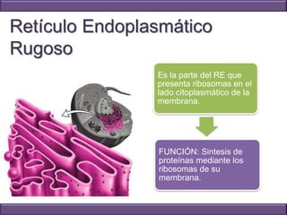 La Célula | PDF
