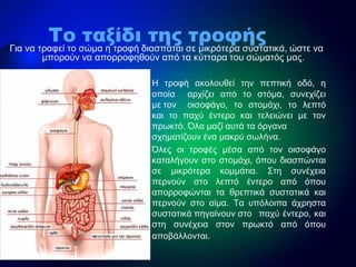 Η τροφή ακολουθεί την πεπτική οδό, η
οποία αρχίζει από το στόμα, συνεχίζει
με τον οισοφάγο, το στομάχι, το λεπτό
και το παχύ έντερο και τελειώνει με τον
πρωκτό. Όλα μαζί αυτά τα όργανα
σχηματίζουν ένα μακρύ σωλήνα.
Όλες οι τροφές μέσα από τον οισοφάγο
καταλήγουν στο στομάχι, όπου διασπώνται
σε μικρότερα κομμάτια. Στη συνέχεια
περνούν στο λεπτό έντερο από όπου
απορροφώνται τα θρεπτικά συστατικά και
περνούν στο αίμα. Τα υπόλοιπα άχρηστα
συστατικά πηγαίνουν στο παχύ έντερο, και
στη συνέχεια στον πρωκτό από όπου
αποβάλλονται.
Για να τραφεί το σώμα η τροφή διασπάται σε μικρότερα συστατικά, ώστε να
μπορούν να απορροφηθούν από τα κύτταρα του σώματός μας.
Το ταξίδι της τροφής
 