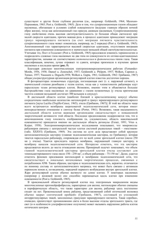 существуют и другие более глубокие различия (см., например: Goldsmith, 1964; Мазохин-
Поршняков, 1965; Post a. Goldsmith, 1965). Дело в том, что суперпозиционным глазом обладают
насекомые, обитающие в условиях слабой освещенности (ведущие главным образом ночной
образ жизни), тогда как аппозиционный глаз присущ дневным насекомым. Суперпозиционному
глазу свойственна очень высокая светочувствительность (и большая общая светосила) при
малой скорости адаптации, причем важная роль в процессе адаптации принадлежит миграции
гранул экранирующего пигмента (за счет миграции пигмента чувствительность
суперпозиционного глаза может изменяться, например, на 2 порядка) (Post a. Goldsmith, 1965).
Аппозиционный глаз характеризуется высокой скоростью адаптации, отсутствием миграции
пигмента при изменении освещенности и значительно меньшей общей светочувствительностью.
Учитывая это, Пост и Голдсмит (Post a. Goldsmith, 1965) предложили изменить терминологию и
подразделять сложные глаза насекомых на два типа по совокупности их оптико-адаптационных
характеристик, называя их соответственно скотопическим и фотопическим типом глаза. Такая
классификация, конечно, лучше отражает те сдвиги, которые произошли в изучении зрения
насекомых в последнее время (рис. 5).
Благодаря довольно многочисленным электронномикроскопическим работам (Femandez-
Mordn, 1956, 1958; Daneel u. Zeutzschel, 1957; Goldsmith a. Philpott, 1957; Wolken, Capenos a.
Turauo, 1957; Yasusumi a. Deguchi,1958; Wolken a. Gupta, 1961; Goldsmith, 1962: Грибакин, 1967)
общая ультраструктурная организация ретинулярной клетки известна достаточно хорошо.
В фоторецепторах позвоночных структура, поглощающая свет (т. е. наружный сегмент), в
значительной степени разобщена с телом клетки, тогда как у членистоногих рабдомеры идут
параллельно телам ретинулярных клеток. Возможно, именно этим и объясняется большее
быстродействие глаза насекомых по сравнению с глазом позвоночных (у пчелы критическая
частота слияния мельканий достигает 300 вспышек в секунду).
В дистальной области клетки (наиболее близкой к кристаллическому конусу) обычно
сосредоточено наибольшее количество митохондрий и гранул экранизирующего ретинулярного
пигмента [муха Lucilia (Trujillo-Cenoz, 1965); пчела (Грибакин, 1967)]. В этой же области чаще
всего встречаются мембраны шероховатой эндоплазматической сети, которая имеет
непосредственное отношение к синтезу белка (Porter, 1961). Возможно, такая насыщенность
дистальной области клетки важными органоидами свидетельствует о повышенной
энергетической активности этой области. Последнее предположение подкрепляется тем, что в
аппозиционном глазу плоскость изображения (и, следовательно, область максимальной
освещенности) приходится именно на дистальную область ретинулы (Ехnеr, 1891; Vries a.
Kuiper, 1958). Электронномикроскопические исследования показывают, что микровиллы
рабдомеров связаны с центральной частью клетки системой радиальных тяжей – «мостиков»
(табл. XXXVI) (Грибакин, 1969). Эта система по сути дела представляет собой крупную
цитоплазматическую цистерну (главная эндоплазматическая цистерна, по Грибакину). которая
тянется параллельно рабдомеру, сопровождая его по всей длине зрительной клетки (около 250
мк у пчелы). Удается проследить переход мембраны, окружающей главную цистерну, в
мембрану каналов эндоплазматической сети. Интересно отметить, что эта цистерна
продолжается вплоть до места отхождения аксона. Примерный подсчет показывает, что объем
главной эндоплазматической цистерны зрительной клетки пчелы составляет для
темноадаптированного глаза около 150—250 мк3
, а объем рабдомера – 75-150 мк3
. Далее, удается
отметить феномен прилежания митохондрий к мембранам эндоплазматической сети, что
свидетельствует о локальных интенсивных энергетических процессах, связанных с
потреблением АТФ. Таким образом, цистерна и эндоплазматическая сеть, вероятно, отличаются
по ионному составу от цитоплазматического матрикса, что может быть связано с активным
переносом ионов и, по-видимому, передачей нервного возбуждения внутри зрительной клетки.
Ядро ретинулярной клетки обычно вытянуто по длине клетки. У некоторых насекомых
(например у восковой моли) оно способно перемещаться вдоль клетки при изменении
освещенности (Post a. Goldsmith, 1965).
В проксимальной области ретинулярной клетки под электронным микроскопом видны
многочисленные протонейрофибриллы, характерные для аксона; митохондрии обычно смещены
в периферическую область,. что также характерно для аксона; рабдомер здесь постепенно
сходит на нет. Проксимальный конец рабдома, представляющий собой оптический волновод
обычно закрыт «оптической пробкой» (Грибакин, 1967), состоящей из утолщений
интерретинулярных тяжей, заполненных гранулами экранирующего пигмента. Такая «пробка»,
очевидно, препятствует проникновению света в более высокие отделы зрительного тракта, где
свет (и в особенности ультрафиолетовое излучение) может вызывать нарушение работы клеток
оптических центров.
11
 