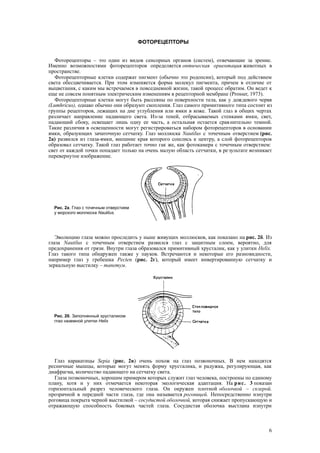 ФОТОРЕЦЕПТОРЫ
Фоторецепторы – это один из видов сенсорных органов (систем), отвечающие за зрение.
Именно возможностями фоторецепторов определяется оптическая ориентация животных в
пространстве.
Фоторецепторные клетки содержат пигмент (обычно это родопсин), который под действием
света обесцвечивается. При этом изменяется форма молекул пигмента, причем в отличие от
выцветания, с каким мы встречаемся в повседневной жизни, такой процесс обратим. Он ведет к
еще не совсем понятным электрическим изменениям в рецепторной мембране (Prosser, 1973).
Фоторецепторные клетки могут быть рассеяны по поверхности тела, как у дождевого червя
(Lumhricus), однако обычно они образуют скопления. Глаз самого примитивного типа состоит из
группы рецепторов, лежащих на дне углубления или ямки в коже. Такой глаз в общих чертах
различает направление падающего света. Из-за теней, отбрасываемых стенками ямки, свет,
падающий сбоку, освещает лишь одну ее часть, а остальная остается сравнительно темной.
Такие различия в освещенности могут регистрироваться набором фоторецепторов в основании
ямки, образующих зачаточную сетчатку. Глаз моллюска Nautilus с точечным отверстием (рис.
2а) развился из глаза-ямки, внешние края которого сошлись к центру, а слой фоторецепторов
образовал сетчатку. Такой глаз работает точно гак же, как фотокамера с точечным отверстием:
свет от каждой точки попадает только на очень малую область сетчатки, в результате возникает
перевернутое изображение.
Эволюцию глаза можно проследить у ныне живущих моллюсков, как показано на рис. 2б. Из
глаза Nautilus с точечным отверстием развился глаз с защитным слоем, вероятно, для
предохранения от грязи. Внутри глаза образовался примитивный хрусталик, как у улитки Helix.
Глаз такого типа обнаружен также у пауков. Встречаются и некоторые его разновидности,
например глаз у гребешка Pecten (рис. 2г), который имеет инвертированную сетчатку и
зеркальную выстилку – тапетум.
Глаз каракатицы Sepia (рис. 2в) очень похож на глаз позвоночных. В нем находятся
ресничные мышцы, которые могут менять форму хрусталика, и радужка, регулирующая, как
диафрагма, количество падающего на сетчатку света.
Глаза позвоночных, хорошим примером которых служит глаз человека, построены по единому
плану, хотя и у них отмечается некоторая экологическая адаптация. На рис. 3 показан
горизонтальный разрез человеческого глаза. Он окружен плотной оболочкой – склерой.
прозрачной в передней части глаза, где она называется роговицей. Непосредственно изнутри
роговица покрыта черной выстилкой – сосудистой оболочкой, которая снижает пропускающую и
отражающую способность боковых частей глаза. Сосудистая оболочка выстлана изнутри
6
Рис. 2а. Глаз с точечным отверстием
у морского моллюска Nautilus.
Рис. 2б. Заполненный хрусталиком
глаз наземной улитки Helix
 