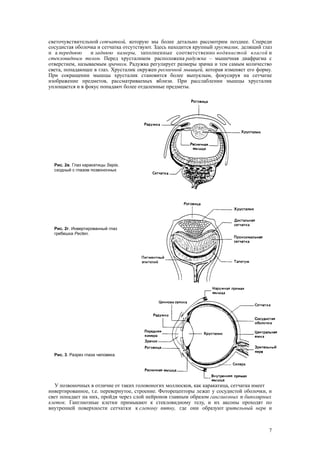 светочувствительной сетчаткой, которую мы более детально рассмотрим позднее. Спереди
сосудистая оболочка и сетчатка отсутствуют. Здесь находится крупный хрусталик, делящий глаз
н а переднюю и заднюю камеры, заполненные соответственно водянистой влагой и
стекловидным телом. Перед хрусталиком расположена радужка – мышечная диафрагма с
отверстием, называемым зрачком. Радужка регулирует размеры зрачка и тем самым количество
света, попадающее в глаз. Хрусталик окружен ресничной мышцей, которая изменяет его форму.
При сокращении мышцы хрусталик становится более выпуклым, фокусируя на сетчатке
изображение предметов, рассматриваемых вблизи. При расслаблении мышцы хрусталик
уплощается и в фокус попадают более отдаленные предметы.
У позвоночных в отличие от таких головоногих моллюсков, как каракатица, сетчатка имеет
инвертированное, т.е. перевернутое, строение. Фоторецепторы лежат у сосудистой оболочки, и
свет попадает на них, пройдя через слой нейронов главным образом ганглиозных и биполярных
клеток. Ганглиозные клетки примыкают к стекловидному телу, и их аксоны проходят по
внутренней поверхности сетчатки к слепому пятну, где они образуют зрительный нерв и
7
Рис. 2в. Глаз каракатицы Sepia,
сходный с глазом позвоночных
Рис. 2г. Инвертированный глаз
гребешка Pecten.
Рис. 3. Разрез глаза человека.
 
