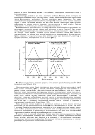 выходят из глаза. Биполярные клетки – это нейроны, соединяющие ганглиозные клетки с
фоторецепторами.
Фоторецепторы делятся на два типа – палочки и колбочки. Палочки, более вытянутые по
сравнению с колбочками, очень чувствительны к слабому освещению и обладают только одним
типом фотопигмента - родопсином. Поэтому палочковое зрение бесцветное. Оно также
отличается малой разрешающей способностью (остротой), поскольку много палочек соединено
только с одной ганглиозной клеткой. То, что одно волокно зрительного нерва получает
информацию от многих палочек, повышает чувствительность в ущерб остроте. Палочки
преобладают у ночных видов, для которых важнее первое свойство.
Колбочки наиболее чувствительны к сильному освещению и обеспечивают острое зрение, так
как с каждой ганглиозной клеткой связано лишь небольшое их число. Они могут быть разных
типов, обладая специализированными фотопигментами. поглощающими свет в различных час-
тях спектра. Таким образом, колбочки служат основой цветового зрения. Они наиболее
чувствительны к тем длинам волн. которые сильнее всего поглощаются их фотопигментами.
Зрение называют монохроматическим, если активен лишь один фотопигмент, например в
сумерках у человека, когда работают только палочки (рис. 4).
Рис 4. Типичные рецепторные механизмы при разных типах цветового зрения. (По материалам The Oxford
Companion to Animal Behavior, 1981).
Дихроматическим зрение бывает при наличии двух активных фотопигментов, как у серой
белки (Sciurus carolinensis) (рис. 4). Каждая длина волны стимулирует оба типа колбочек, но в
разной степени в соответствии с их относительной чувствительностью в этой части спектра.
Если мозг может распознавать такую разницу, животное различает длину волны света по его
интенсивности. Однако эти определенные отношения возбудимости характерны более чем для
одной части спектра, поэтому некоторые длины волн воспринимаются одинаково. Это
происходит также при особых формах цветовой слепоты у человека. Длина волны, одинаково
возбуждающая оба типа колбочек (в области пересечения кривых поглощения), воспринимается
как белый цвет и называется «нейтральной точкой» спектра. Наличие ее показано в
поведенческих опытах у серой белки (Muntz, 1981).
Такое смешение меньше выражено в зрительных системах с тремя типами цветовых
рецепторов или при трихроматическом зрении (рис. 4), известном у многих видов, в том числе
у человека. Однако некоторое смешение происходит и здесь: можно, например, вызвать впечат-
ление любого цвета посредством разных сочетаний трех монохроматических составляющих,
специально подобранных по интенсивности и насыщенности. Без этого было бы невозможно
зрительное восприятие цветной фотографии и цветного телевидения.
У многих птиц и рептилий обнаружено больше трех типов цветовых рецепторов. Кроме
различных фотопигментов, колбочки этих животных часто содержат окрашенные капельки
масла, которые действуют как фильтры и в сочетании с фотопигментом определяют
спектральную чувствительность рецептора. Эти капельки обычно не распределены по сетчатке
равномерно, а сосредоточены в определенных ее частях.
8
 