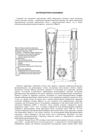 ФОТОРЕЦЕПТОРЫ НАСЕКОМЫХ
Сложный глаз насекомого представляет собой совокупность большого числа (несколько
тысяч) отдельных глазков – омматидиев. Каждый омматидий обладает как своей собственной
диоптрической системой (корнеальная линза и кристаллический конус), так и своим
собственным фоторецепторным аппаратом – ретинулой. (Рис. 5)
Ретинула образована небольшим числом (как правило, восемью) первичночувствующих
фоторецепторных, или ретинулярных, клеток, посылающих свои аксоны в область первого
оптического ганглия. Область ретинулы, лежащую на оптической оси омматидия, занимает
рабдом, состоящий из рабдомеров, образованных ретинулярными клетками. Отдельный
рабдомер можно рассматривать как аналог наружного сегмента фоторецепторов позвоночных.
Однако в отличие от наружного сегмента, состоящего из стопки фоторецепторных мембран
(дисков), рабдомер представляет собой систему плотно упакованных трубочек (микровилл). Но и
в том, и в другом случае мы имеем дело с весьма разветвленной поверхностью наружной
клеточной мембраны, которая образует на пути светового луча периодическую структуру,
служащую для поглощения света и, по-видимому, содержащую в себе зрительный пигмент. По
подсчетам Грибакина (1969), в ретинуле пчелы средняя площадь поверхности одной
микровиллы равна 7.5х10 -2
мк2
, а площадь поверхности всей фоторецепторной мембраны
микровилл, принадлежащих одной зрительной клетке, составляет около 3800 мк2
. То есть
площадь поверхности фоторецепторной мембраны зрительной клетки пчелы сравнима с таковой
для позвоночных. Вместе с тем следует отметить, что использование объема фоторецепторной
структуры у пчелы примерно в два раза лучше, чем у позвоночных. Возможно, что такое
уплотнение фоторецепторной структуры является одним из преимуществ, даваемых
рабдомерной организацией глаза.
Со времен Экснера (Ехnеr, 1891) сложные глаза членистоногих принято относить к одному из
двух типов — суперпозиционному или аппозиционному – в зависимости от способа образования
изображения. Однако, как показали последующие исследования, между глазами обоих типов
10
Рис. 5. Схема устройства омматидия
фотопического (А) и скотопического (Б) глаза.
(Мазохин-Поршняков, 1965).
В центре — поперечный разрез омматидия
фотопического глаза на уровне рабдома.
1 — корнеальная линза (хрусталик);
2 — главные пигментные клетки
(корнеагенные);
3 — кристаллический конус;
4 — крисовые (внешние) пигментные клетки;
5 — рабдом;
6 — зрительные клетки;
7 — ретинальные (базальные) пигментные
клетки;
8 — базальная мембрана;
9 — редуцированная зрительная клетка;
10 — нитевидная часть зрительной клетки;
11 — центральный отросток зрительной
клетки.
 
