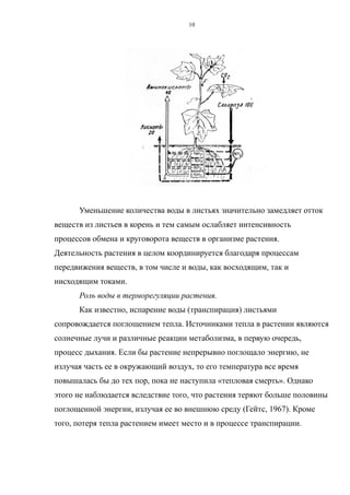 Уменьшение количества воды в листьях значительно замедляет отток
веществ из листьев в корень и тем самым ослабляет интенсивность
процессов обмена и круговорота веществ в организме растения.
Деятельность растения в целом координируется благодаря процессам
передвижения веществ, в том числе и воды, как восходящим, так и
нисходящим токами.
Роль воды в терморегуляции растения.
Как известно, испарение воды (транспирация) листьями
сопровождается поглощением тепла. Источниками тепла в растении являются
солнечные лучи и различные реакции метаболизма, в первую очередь,
процесс дыхания. Если бы растение непрерывно поглощало энергию, не
излучая часть ее в окружающий воздух, то его температура все время
повышалась бы до тех пор, пока не наступила «тепловая смерть». Однако
этого не наблюдается вследствие того, что растения теряют больше половины
поглощенной энергии, излучая ее во внешнюю среду (Гейтс, 1967). Кроме
того, потеря тепла растением имеет место и в процессе транспирации.
10
 