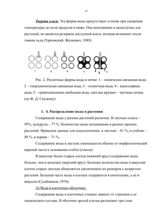 Твердая влага. Эта форма воды присутствует в почве при снижении
температуры до нуля градусов и ниже. Она неподвижна и недоступна для
растений, но является резервом доступной влаги, которая возникает после
таяния льда (Тарчевский, Жолкевич, 1989).
Рис. 2. Различные формы воды в почве: 1 – химически связанная вода;
2 – гигроскопически связанная вода; 3 – пленочная вода; 4 – капиллярная
вода; 5 – гравитационная свободная вода; светлые кружки – частицы почвы
(по Ф. Д. Сказкину).
1. 4. Распределение воды в растении
Содержание воды у разных растений различно. В листьях салата –
95%, кукурузы – 77 %. Количество воды неодинаково в разных органах
растений. Приведем данные для подсолнечника: в листьях – 81 %, в стеблях –
88 %, в корнях – 71 %.
Содержание воды в листьях уменьшается обычно от морфологической
верхней части к основанию стебля (ствола).
В вакуолях более старых клеток (нижний ярус) содержание воды
больше, чем в молодых (верхний ярус). Большее количество воды в вакуолях
клеток старых листьев объясняется увеличением их размеров с возрастом
растения. Большая часть воды в клетках содержится в цитоплазме, а не в
вакуоли (Сулейманов, 1974).
А) Вода в клеточных оболочках.
Содержание воды в клеточных стенках зависит от строения и ее
химического состава. В оболочке зрелой клетки различают три слоя:
19
 