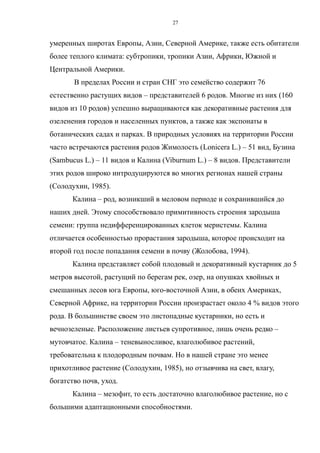 умеренных широтах Европы, Азии, Северной Америке, также есть обитатели
более теплого климата: субтропики, тропики Азии, Африки, Южной и
Центральной Америки.
В пределах России и стран СНГ это семейство содержит 76
естественно растущих видов – представителей 6 родов. Многие из них (160
видов из 10 родов) успешно выращиваются как декоративные растения для
озеленения городов и населенных пунктов, а также как экспонаты в
ботанических садах и парках. В природных условиях на территории России
часто встречаются растения родов Жимолость (Lonicera L.) – 51 вид, Бузина
(Sambucus L.) – 11 видов и Калина (Viburnum L.) – 8 видов. Представители
этих родов широко интродуцируются во многих регионах нашей страны
(Солодухин, 1985).
Калина – род, возникший в меловом периоде и сохранившийся до
наших дней. Этому способствовало примитивность строения зародыша
семени: группа недифференцированных клеток меристемы. Калина
отличается особенностью прорастания зародыша, которое происходит на
второй год после попадания семени в почву (Жолобова, 1994).
Калина представляет собой плодовый и декоративный кустарник до 5
метров высотой, растущий по берегам рек, озер, на опушках хвойных и
смешанных лесов юга Европы, юго-восточной Азии, в обеих Америках,
Северной Африке, на территории России произрастает около 4 % видов этого
рода. В большинстве своем это листопадные кустарники, но есть и
вечнозеленые. Расположение листьев супротивное, лишь очень редко –
мутовчатое. Калина – теневыносливое, влаголюбивое растений,
требовательна к плодородным почвам. Но в нашей стране это менее
прихотливое растение (Солодухин, 1985), но отзывчива на свет, влагу,
богатство почв, уход.
Калина – мезофит, то есть достаточно влаголюбивое растение, но с
большими адаптационными способностями.
27
 