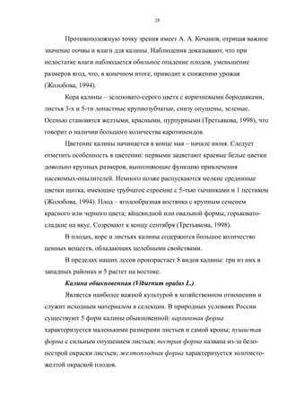 Противоположную точку зрения имеет А. А. Кочанов, отрицая важное
значение почвы и влаги для калины. Наблюдения доказывают, что при
недостатке влаги наблюдается обильное опадение плодов, уменьшение
размеров ягод, что, в конечном итоге, приводит к снижению урожая
(Жолобова, 1994).
Кора калины – зеленовато-серого цвета с коричневыми бородавками,
листья 3-х и 5-ти лопастные крупнозубчатые, снизу опушены, зеленые.
Осенью становятся желтыми, красными, пурпурными (Третьякова, 1998), что
говорит о наличии большого количества каротиноидов.
Цветение калины начинается в конце мая – начале июня. Следует
отметить особенность в цветении: первыми зацветают краевые белые цветки
довольно крупных размеров, выполняющие функцию привлечения
насекомых-опылителей. Немного позже распускаются мелкие срединные
цветки щитка, имеющие трубчатое строение с 5-тью тычинками и 1 пестиком
(Жолобова, 1994). Плод – ягодообразная костянка с крупным семенем
красного или черного цвета; яйцевидной или овальной формы, горьковато-
сладкие на вкус. Созревают к концу сентября (Третьякова, 1998).
В плодах, коре и листьях калины содержится большое количество
ценных веществ, обладающих целебными свойствами.
В пределах наших лесов произрастает 8 видов калины: три из них в
западных районах и 5 растет на востоке.
Калина обыкновенная (Viburnum opulus L.).
Является наиболее важной культурой в хозяйственном отношении и
служит исходным материалом в селекции. В природных условиях России
существуют 5 форм калины обыкновенной: карликовая форма
характеризуется маленькими размерами листьев и самой кроны; пушистая
форма с сильным опушением листьев; пестрая форма названа из-за бело-
пестрой окраски листьев; желтоплодная форма характеризуется золотисто-
желтой окраской плодов.
28
 