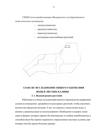 СХЕМА почв агробиостанции Мичуринского государственного
педагогического института:
- легкосуглинистые;
- среднесуглинистые;
- тяжелосуглинистые;
- ассоциации влаголюбивых растений
ГЛАВА III: ИССЛЕДОВАНИЕ ОБЩЕГО СОДЕРЖАНИЯ
ВОДЫ В ЛИСТЬЯХ КАЛИНЫ
3. 1. Водный режим растений
Работники и ученые сельскохозяйственного производства направляют
усилия на повышение урожайности культурных растений, чтобы увеличить
количество продуктов питания. А все это связано с недостатком воды, а
именно с рациональным ее использованием. Необходимо создавать такие
сорта и формы, которые хорошо бы вписывались в стойкие агробиоценозы и
способны были бы хорошо переносить определенные местные условия, при
которых они бы давали большие урожаи.
36
 