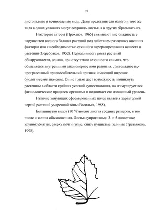 листопадные и вечнозеленые виды. Даже представители одного и того же
вида в одних условиях могут сохранять листья, а в других сбрасывать их.
Некоторые авторы (Проханов, 1965) связывают листопадность с
нарушением водного баланса растений под действием различных внешних
факторов или с необходимостью сезонного перераспределения веществ в
растении (Серебряков, 1952). Периодичность роста растений
обнаруживается, однако, при отсутствии сезонности климата, что
объясняется внутренними закономерностями развития. Листопадность,-
прогрессивный приспособительный признак, имеющий широкое
биологическое значение. Он не только дает возможность проникнуть
растениям в области крайних условий существования, но стимулирует все
физиологические процессы организма и поднимает его жизненный уровень.
Наличие зимующих сформированных почек является характерной
чертой растений умеренной зоны (Васильев, 1988).
Большинство видов (70 %) имеют листья средних размеров, в том
числе и калина обыкновенная. Листья супротивные, 3- и 5-лопастные
крупнозубчатые, сверху почти голые, снизу пушистые, зеленые (Третьякова,
1998).
39
 