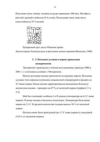 Пластинка очень тонкая, толщина ее редко превышает 200 мкм. Мезофилл
рыхлый, средней слойности (5-6 слоев). Палисадная ткань чаще всего
однослойная (у 52 % видов).
Поперечный срез листа Viburnum opulus
Листья играют большую роль в регуляции водного режима (Васильев, 1988).
3. 3. Погодные условия в период проведения
экспериментов
Эксперимент проводился в течение вегетационных периодов 2000 и
2001 г. г. в погодных условиях г. Мичуринска.
Начало вегетации калины приходится на середину апреля. Погодные
условия этого периода отличались повышенной температурой в среднем на
4,7 выше нормы. Конец месяца характеризовался выпадением большого
количества осадков – примерно на 47 % от месячной нормы (графики 3.1 и
3.2).
Май был холодный, особенно I и II декады (температура на 6,3 С ниже
нормы). К концу месяца отмечалось потепление. Температура была выше
нормы на 3,1 С. В среднем количество осадков выпало 36 % от месячной
нормы.
Погода в июне была прохладной (на 1,7 С ниже нормы) и дождливой
(130 % от месячной нормы).
40
 