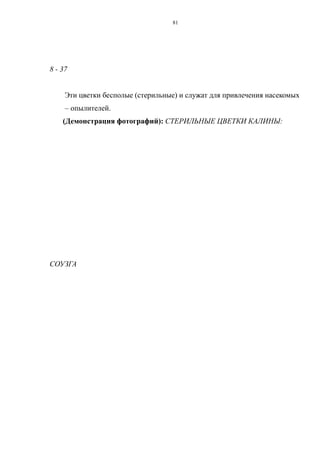 8 - 37
Эти цветки бесполые (стерильные) и служат для привлечения насекомых
– опылителей.
(Демонстрация фотографий): СТЕРИЛЬНЫЕ ЦВЕТКИ КАЛИНЫ:
СОУЗГА
81
 