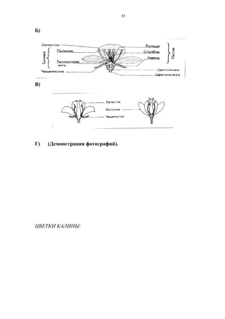 Б)
В)
Г) (Демонстрация фотографий).
ЦВЕТКИ КАЛИНЫ:
85
 