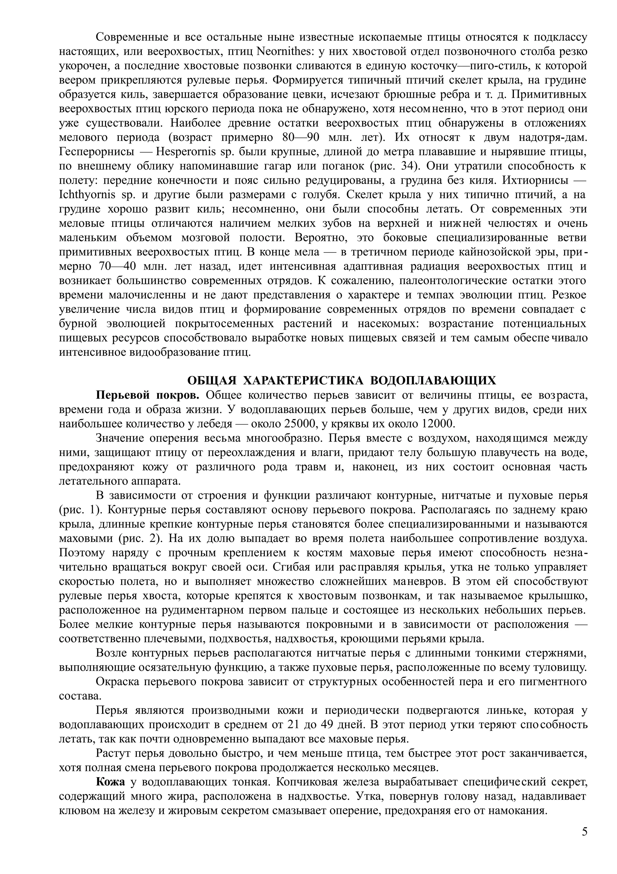 Современные и все остальные ныне известные ископаемые птицы относятся к подклассу
настоящих, или веерохвостых, птиц Neornithes: у них хвостовой отдел позвоночного столба резко
укорочен, а последние хвостовые позвонки сливаются в единую косточку—пиго-стиль, к которой
веером прикрепляются рулевые перья. Формируется типичный птичий скелет крыла, на грудине
образуется киль, завершается образование цевки, исчезают брюшные ребра и т. д. Примитивных
веерохвостых птиц юрского периода пока не обнаружено, хотя несомненно, что в этот период они
уже существовали. Наиболее древние остатки веерохвостых птиц обнаружены в отложениях
мелового периода (возраст примерно 80—90 млн. лет). Их относят к двум надотря-дам.
Гесперорнисы — Hesperornis sp. были крупные, длиной до метра плававшие и нырявшие птицы,
по внешнему облику напоминавшие гагар или поганок (рис. 34). Они утратили способность к
полету: передние конечности и пояс сильно редуцированы, а грудина без киля. Ихтиорнисы —
Ichthyornis sp. и другие были размерами с голубя. Скелет крыла у них типично птичий, а на
грудине хорошо развит киль; несомненно, они были способны летать. От современных эти
меловые птицы отличаются наличием мелких зубов на верхней и нижней челюстях и очень
маленьким объемом мозговой полости. Вероятно, это боковые специализированные ветви
примитивных веерохвостых птиц. В конце мела — в третичном периоде кайнозойской эры, при-
мерно 70—40 млн. лет назад, идет интенсивная адаптивная радиация веерохвостых птиц и
возникает большинство современных отрядов. К сожалению, палеонтологические остатки этого
времени малочисленны и не дают представления о характере и темпах эволюции птиц. Резкое
увеличение числа видов птиц и формирование современных отрядов по времени совпадает с
бурной эволюцией покрытосеменных растений и насекомых: возрастание потенциальных
пищевых ресурсов способствовало выработке новых пищевых связей и тем самым обеспе чивало
интенсивное видообразование птиц.
ОБЩАЯ ХАРАКТЕРИСТИКА ВОДОПЛАВАЮЩИХ
Перьевой покров. Общее количество перьев зависит от величины птицы, ее возраста,
времени года и образа жизни. У водоплавающих перьев больше, чем у других видов, среди них
наибольшее количество у лебедя — около 25000, у кряквы их около 12000.
Значение оперения весьма многообразно. Перья вместе с воздухом, находящимся между
ними, защищают птицу от переохлаждения и влаги, придают телу большую плавучесть на воде,
предохраняют кожу от различного рода травм и, наконец, из них состоит основная часть
летательного аппарата.
В зависимости от строения и функции различают контурные, нитчатые и пуховые перья
(рис. 1). Контурные перья составляют основу перьевого покрова. Располагаясь по заднему краю
крыла, длинные крепкие контурные перья становятся более специализированными и называются
маховыми (рис. 2). На их долю выпадает во время полета наибольшее сопротивление воздуха.
Поэтому наряду с прочным креплением к костям маховые перья имеют способность незна-
чительно вращаться вокруг своей оси. Сгибая или расправляя крылья, утка не только управляет
скоростью полета, но и выполняет множество сложнейших маневров. В этом ей способствуют
рулевые перья хвоста, которые крепятся к хвостовым позвонкам, и так называемое крылышко,
расположенное на рудиментарном первом пальце и состоящее из нескольких небольших перьев.
Более мелкие контурные перья называются покровными и в зависимости от расположения —
соответственно плечевыми, подхвостья, надхвостья, кроющими перьями крыла.
Возле контурных перьев располагаются нитчатые перья с длинными тонкими стержнями,
выполняющие осязательную функцию, а также пуховые перья, расположенные по всему туловищу.
Окраска перьевого покрова зависит от структурных особенностей пера и его пигментного
состава.
Перья являются производными кожи и периодически подвергаются линьке, которая у
водоплавающих происходит в среднем от 21 до 49 дней. В этот период утки теряют способность
летать, так как почти одновременно выпадают все маховые перья.
Растут перья довольно быстро, и чем меньше птица, тем быстрее этот рост заканчивается,
хотя полная смена перьевого покрова продолжается несколько месяцев.
Кожа у водоплавающих тонкая. Копчиковая железа вырабатывает специфический секрет,
содержащий много жира, расположена в надхвостье. Утка, повернув голову назад, надавливает
клювом на железу и жировым секретом смазывает оперение, предохраняя его от намокания.
5
 