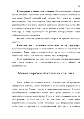 Клонирование в полужидком агар-агаре. Для клонирования гибридом
можно применять полужидкий агар. Обычно берется система, состоящая из
двух слоев. Нижний (твердый) слой содержит 0,5% агар-агара в среде
культивирования. Ему дают затвердеть. Затем добавляют второй слой – мягкий,
содержащий 0,3% агар-агара, в который включаются клонируемые клетки. При
использовании клеток питающего слоя их засевают в чашку Петри до заливки
агар-агара, и среду культивирования удаляют непосредственно перед
добавлением нижнего слоя агара.
Колонии становятся видимыми через 7-14 суток, их переносят на жидкую
культуру.
Клонирование с помощью проточного цитофлуориметра.
Приготавливают флуоресцентные микрошарики из латекса и покрывают их
антигеном. Такие шарики адсорбируются на антигенспецифических
гибридомных клетках, что позволяет выделять их на этом приборе.
После выделения тем или иным способом положительных клонов, клетки
этих клонов размножают в достаточном количестве и образцы их
замораживаются.
Массовая наработка моноклональных антител
После отбора гибридомных клеток, синтезирующих интересующие
исследователя антитела, можно приступить к их массовому наращиванию с
целью получения больших количеств моноклональных антител. В начале
культивирования гибридомные клетки могут расти медленно и плохо
переносить низкую плотность посева. В связи с этим при пересеве клеток их
надо разводить не более чем в 3-5 раз. Ускорению роста клеток может
способствовать добавление клеток питающего слоя. Гибридомные клетки
необходимо поддерживать в логарифмической фазе роста и избегать
11
 