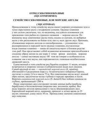 ОТРЯД СКВАТИНООБРАЗНЫЕ
(SQUATINIFORMES)
СЕМЕЙСТВО СКВАТИНОВЫЕ, ИЛИ МОРСКИЕ АНГЕЛЫ
( SQUATINIDAE)
Принадлежащие к этому семейству акулы имеют широкое уплощенное тело и
тупое округленное рыло с ноздревыми усиками. Грудные плавники
у них сильно увеличены, что, по-видимому, послужило основанием для
присвоения этим рыбам их странного названия — морские ангелы. По
внешнему виду скватиновые акулы очень сходны со скатами, но жаберньи
щели у них расположены по бокам тела, как и у всех других акул. Признаки,
сближающие морских ангелов со скатообразными,— уплощенное тело,
расширяющиеся в передней части грудные плавники, отставленные
кзади спинные плавники — никак не свидетельствуют о близком родстве
этих рыб. Они представляют собой независимо возникшие приспособления к
сходному образу жизни на дне моря. С точки зрения анатомии, морские
ангелы —самые настоящие акулы. Об этом же говорят и особенности их
плавания: как и все акулы, они передвигаются с помощью колебательных
движений хвоста.
Единственный в этом семействе род Squatina содержит 11 видов, которые
встречаются в умеренно теплых и субтропических водах всех океанов.
Самый крупный из них — европейский морской ангел (S. squatina),
обитающий в Средиземном море и у Атлантического побережья Европы,
достигает в длину 2,4 м и массы 72 кг. Все скватиновые акулы ведут донный
образ жизни, предпочитая малые глубины и нередко зарываясь в песок.
Впрочем американский морской ангел (S. dumeril) был пойман однажды на
глубине, превышающей 1200 м.
Пищу скватиновых акул составляют мелкие донные рыбы (камбалы,
барабульки) и беспозвоночные (морские ежи, моллюски, крабы). Все
виды морских ангелов принадлежат к числу яйцеживородящих акул.
Европейский морской ангел, например, приносит в летнее время до 25
акулят, имеющих длину около 30 см . Промысловое значение скватиновых
акул невелико.
 