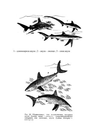 1—длиннокрила акула ; 2 – акула – лисиця ; 3 – синя акула
 
