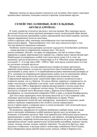 Морские лисицы не представляют опасности для человека. Они имеют некоторое
промысловое значение, попадаясь иногда в прилове тунцеловных ярусов .
СЕМЕЙСТВО ЛАМНОВЫЕ, ИЛИ СЕЛЬДЕВЫЕ,
АКУЛЫ (LAMNIDAE)
К этому семейству относятся три рода с шестью видами. Все ламповые акулы
достигают более или менее крупных размеров и ведут пелагический образ жизни.
Их отличительными признаками служат серповидный хвостовой плавник, наличие
хорошо выраженного киля на хвостовом
стебле и крупные зубы, имеющие шилообразную или пластиновидную
треугольную форму . Торпедообразное тело этих акул свидетельствует о том,
что они являются хорошими пловцами.
Особенно значительных размеров достигает кархародон (Carcharodon carcharias)
— самая крупная из современных хищных акул. Эту акулу
иногда называют «белой», что вряд ли оправданно, так как ее спина и бока
окрашены в серый, коричневый или черный тон, а брюхо имеет грязно-белый цвет.
Наибольшая из измеренных особей этого вида имела длину 6,4 м, хотя, по-
видимому, иногда встречаются и экземпляры до 8 м. Обычная длина кархародона
составляет 5—6 м при массе 600—3200 кг. При этом акулы длиной около 4 м еще
не достигают половой зрелости.
Интересно отметить, что еще сравнительно недавно (в конце третичного
периода) существовали гигантские кархародоны (вид Carcharodon megalodon),
достигавшие в длину около 13 м (приводившиеся ранее максимальные размеры до
30 м основаны на неправильном определении длины тела по ископаемым зубам).
В пасти такой акулы могли бы свободно разместиться несколько человек.
Современный кархародон ведет одиночный образ жизни и встречается как в
открытом океане, так и у берегов. Эта акула обычно держится у поверхности, но
может опускаться в глубинные слои воды: один экземпляр был пойман даже на
глубине около 1000 м. Кархародон широко распространен в теплых водах всех
океанов, встречаясь и в умеренно теплых водах. Его нахождения отмечены, в
частности, в южной части Японского моря, у берегов штата Вашингтон и
Калифорнии, на тихоокеанском побережье США и даже у острова Ньюфаундленд.
Для этого вида характерны очень большие (высотой до 5 см) и широкие зубы,
имеющие треугольную форму и грубо зазубренные по краям. Очень
мощное вооружение челюстей дает кархародону возможность наносить своей
добыче страшные повреждения и без особого усилия перекусывать
кости и хрящи жертв, а широкая пасть и глотка позволяют этой гигантской акуле
проглатывать очень крупные куски.
По-видимому, кархародон не особенно разборчив в выборе пищи, хотя чаще
всего в желудках пойманных особей находили других акул, на которых он,
очевидно, в основном охотится. При этом сравнительно небольшие акулы (иногда
превышающие в длину 2 м) проглатываются, как правило, неповрежденными, а
более крупные, например гигантская акула, разрываются на куски. В состав пищи
кархародона входят также сравнительно мелкие рыбы (скумбрия, морские окуни),
тунцы, тюлени, котики, каланы, морские черепахи. Эта акула не брезгует даже
падалью и отбросами: в желудке одного экземпляра, пойманного близ Сиднея,
были обнаружены среди прочей пищи куски лошади, собака и баранья нога,
 
