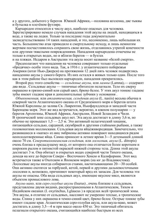 а у другого, добытого у берегов Южной Африки,—половина козленка, две тыквы
и бутылка в плетёном футляре.
Кархародон относится к числу акул, наиболее опасных для человека.
Зарегистрировано немало случаев нападения этой акулы на людей, находящихся в
воде, а также на лодки. Только за последние годы документально
засвидетельствовано 14 таких нападений, и это, несомненно, лишь небольшая их
часть. Большинство атак приводило к смертельному исходу, и лишь немногим
жертвам посчастливилось сохранить свою жизнь, отделавшись утратой конечности
или другими тяжелыми повреждениями. Нападения кархародона отмечены не
только в открытых водах, но и вблизи берегов — в бухтах
и на пляжах. Недаром в Австралии эта акула носит название «белой смерти».
Предполагают что нападения на человека совершают только отдельные
«бродячие» особи этого вида. Так, в 1916 г. у атлантического побережья
Америки (штат Нью-Джерси) на протяжении 12 дней пять человек подверглись
нападению акулы у самого берега. Из них остался в живых только один. После того
как в этом районе был выловлен кархародон, нападения прекратились.
Второй род этого семейства — сельдевые акулы, или ламны (Lamna),— содержит
два вида . Сельдевые акулы — типичные обитатели пелагиали. Тело их сверху
окрашено в грязно-синий или серый цвет, брюхо белое. У этих акул тонкие гладкие
зубы имеют гладкие края и дополнительные зубчики у основания .
Обыкновенная, или атлантическая, сельдевая акулa (L. nasiis) весьма обычна в
северной части Атлантического океана от Средиземного моря и берегов штата
Южной Каролины до залива Св. Лаврентия, Ньюфаундленда и западной части
Баренцева моря. Этот же вид встречается, вероятно, в южном полушарии — у
берегов Аргентины, Южной Африки, Австралии, Новой Зеландии и Чили.
В тропической зоне сельдевых акул нет. Эта акула достигает в длину 3,6 м, но
обычно не превышает 1,5 — 2,5 м. Это активный пелагический хищник,
питающийся сельдью, сардиной, скумбрией и другими стайными рыбами, а также
головоногими моллюсками. Сельдевая акула яйцеживородящая. Замечательно, что
развившиеся в «матке» из яиц эмбрионы активно пожирают находящиеся рядом
неоплодотворенные яйца. Самка приносит в летнее время 3—5 детенышей длиной
около 70 см. Северотихоокеанская сельдевая, или лососевая, акула (L. ditropis)
очень близка к предыдущему виду, от которого она отличается более коротким и
широким рылом и пятнистой окраской нижней стороны тела. Длина этой акулы
достигает 3 м. Она обитает в открытых водах северной части Тихого океана,
доходя на юге до берегов Северо - Восточного Хонсю и Калифорнии. Этот вид
встречается также в Охотском и Японском морях (на юг до Владивостока).
Лососевые акулы иногда собираются стаями, насчитывающими 20—30 особей.
Они активно охотятся за горбушей, кетой, перкой и другими дальневосточными
лососями и, возможно, причиняют некоторый вред их запасам. Для человека эти
акулы не опасны. Оба вида сельдевых акул, имеющие вкусное мясо, являются
объектом промыслового лова.
Акулы-мако, или серо-голубые акулы (Isurus) , очень близкие к сельдевым,
представлены двумя видами, распространенными в Атлантическом, Тихом и
Индийском океанах (I. oxyrinchus, I.glaucus ) в пределах всей тропической зоны.
Эти акулы, в отличие от сельдевых, населяют не умеренно теплые, а тропические
воды. Спина у них окрашена в темно-синий цвет, брюхо белое. Острые тонкие зубы
имеют гладкие края. Атлантическая серо-голубая акула, или акула-мако, может
достигать в длину 3,5—4 м при массе около 450 кг. Это типичный обитатель
пелагиали открытого океана, считающийся наиболее быстрым из всех
 