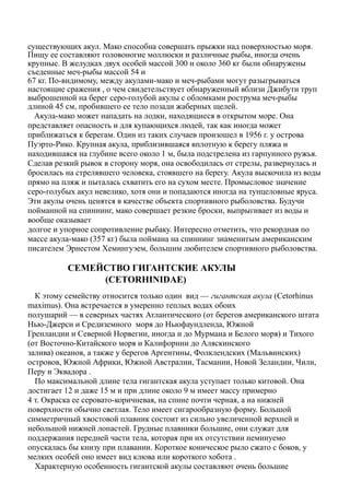 существующих акул. Мако способна совершать прыжки над поверхностью моря.
Пищу ее составляют головоногие моллюски и различные рыбы, иногда очень
крупные. В желудках двух особей массой 300 и около 360 кг были обнаружены
съеденные меч-рыбы массой 54 и
67 кг. По-видимому, между акулами-мако и меч-рыбами могут разыгрываться
настоящие сражения , о чем свидетельствует обнаруженный вблизи Джибути труп
выброшенной на берег серо-голубой акулы с обломками рострума меч-рыбы
длиной 45 см, пробившего ее тело позади жаберных щелей.
Акула-мако может нападать на лодки, находящиеся в открытом море. Она
представляет опасность и для купающихся людей, так как иногда может
приближаться к берегам. Один из таких случаев произошел в 1956 г. у острова
Пуэрто-Рико. Крупная акула, приблизившаяся вплотную к берегу пляжа и
находившаяся на глубине всего около 1 м, была подстрелена из гарпунного ружья.
Сделав резкий рывок в сторону моря, она освободилась от стрелы, развернулась и
бросилась на стрелявшего человека, стоявшего на берегу. Акула выскочила из воды
прямо на пляж и пыталась схватить его на сухом месте. Промысловое значение
серо-голубых акул невелико, хотя они и попадаются иногда на тунцеловные яруса.
Эти акулы очень ценятся в качестве объекта спортивного рыболовства. Будучи
пойманной на спиннинг, мако совершает резкие броски, выпрыгивает из воды и
вообще оказывает
долгое и упорное сопротивление рыбаку. Интересно отметить, что рекордная по
массе акула-мако (357 кг) была поймана на спиннинг знаменитым американским
писателем Эрнестом Хемингуэем, большим любителем спортивного рыболовства.
СЕМЕЙСТВО ГИГАНТСКИЕ АКУЛЫ
(CETORHINIDAE)
К этому семейству относится только один вид — гигантская акула (Cetorhinus
maximus). Она встречается в умеренно теплых водах обоих
полушарий — в северных частях Атлантического (от берегов американского штата
Нью-Джерси и Средиземного моря до Ньюфаундленда, Южной
Гренландии и Северной Норвегии, иногда и до Мурмана и Белого моря) и Тихого
(от Восточно-Китайского моря и Калифорнии до Аляскинского
залива) океанов, а также у берегов Аргентины, Фолклендских (Мальвинских)
островов, Южной Африки, Южной Австралии, Тасмании, Новой Зеландии, Чили,
Перу и Эквадора .
По максимальной длине тела гигантская акула уступает только китовой. Она
достигает 12 и даже 15 м и при длине около 9 м имеет массу примерно
4 т. Окраска ее серовато-коричневая, на спине почти черная, а на нижней
поверхности обычно светлая. Тело имеет сигарообразную форму. Большой
симметричный хвостовой плавник состоит из сильно увеличенной верхней и
небольшой нижней лопастей. Грудные плавники большие, они служат для
поддержания передней части тела, которая при их отсутствии неминуемо
опускалась бы книзу при плавании. Короткое коническое рыло сжато с боков, у
мелких особей оно имеет вид клюва или короткого хобота .
Характерную особенность гигантской акулы составляют очень большие
 