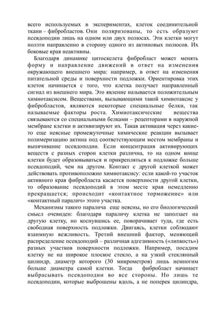 всего используемых в экспериментах, клеток соединительной
ткани – фибробластов. Они поляризованы, то есть образуют
псевдоподии лишь на одном или двух полюсах. Эти клетки могут
ползти направленно в сторону одного из актиновых полюсов. Их
боковые края неактивны.
Благодаря динамике цитоскелета фибробласт может менять
форму и направление движений в ответ на изменения
окружающего внешнего мира: например, в ответ на изменения
питательной среды и поверхности подложки. Ориентировка этих
клеток начинается с того, что клетка получает направленный
сигнал из внешнего мира. Это явление называется положительным
химиотаксисом. Веществами, вызывающими такой химиотаксис у
фибробластов, являются некоторые специальные белки, так
называемые факторы роста. Химиотаксические вещества
связываются со специальными белками – рецепторами в наружной
мембране клетки и активизируют их. Такая активация через какие-
то еще неясные промежуточные химические реакции вызывает
полимеризацию актина под соответствующим местом мембраны и
выпячивание псевдоподии. Если концентрация активирующих
веществ с разных сторон клетки различна, то на одном конце
клетки будет образовываться и прикрепляться к подложке больше
псевдоподий, чем на другом. Контакт с другой клеткой может
действовать противоположно химиотаксису: если какой-то участок
активного края фибробласта касается поверхности другой клетки,
то образование псевдоподий в этом месте края немедленно
прекращается; происходит «контактное торможение» или
«контактный паралич» этого участка.
Механизмы такого паралича еще неясны, но его биологический
смысл очевиден: благодаря параличу клетка не заползает на
другую клетку, но коснувшись ее, поворачивает туда, где есть
свободная поверхность подложки. Двигаясь, клетки соблюдают
взаимную вежливость. Третий внешний фактор, меняющий
распределение псевдоподий – различная адгезивность («липкость»)
разных участков поверхности подложки. Например, посадим
клетку не на широкое плоское стекло, а на узкий стеклянный
цилиндр, диаметр которого (30 микрометров) лишь немногим
больше диаметра самой клетки. Тогда фибробласт начинает
выбрасывать псевдоподии во все стороны. Но лишь те
псевдоподии, которые выброшены вдоль, а не поперек цилиндра,
 