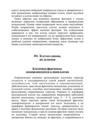 смогут коснуться свободной поверхности стекла и прикрепиться к
ней; псевдоподии, выброшенные поперек стекла, такой подложки
не найдут, и клетка втянет их обратно.
Таким образом, под влиянием внешних факторов у клетки
возникает первичная поляризация образования и прикрепления
псевдоподий. Однако такая поляризация часто очень неустойчива.
Чтобы направленно двигаться, клетка должна запомнить и
стабилизировать эффект внешних факторов. Эта стабилизация
выражается в том, что клетка совсем перестает выбрасывать
псевдоподии в тех направлениях, где их прикрепление было менее
удачно, и начинает их выбрасывать более эффективно только в
наиболее удачных направлениях, например, вдоль цилиндра или
ближе к источнику химиотаксического вещества.
III. Клетка единая,
но делимая
Клеточные фрагменты
самоорганизуются в мини-клетки
Упорядоченное взаимное расположение клеточных структур
создается и поддерживается самой живой цитоплазмой,
способностью этой цитоплазмы к самоорганизации.
Действительно, даже малые фрагменты цитоплазмы, отделенные от
остальной клетки, способны восстанавливать подобное взаимное
расположение сохранившихся структур. Отрежем от периферии
культуральной клетки под микроскопом микроножом небольшой
кусочек цитоплазмы, составляющий лишь 3 – 5 % клеточной
массы. Через короткое время такой безъядерный фрагмент
самоорганизуется: в центральной его части эндоплазму, а на
периферии формируются тонкие ламеллы, прикрепленные по
краям к подложке фокальными адгезиями. По краю ламеллы часто
возникают псевдоподии, и при их помощи фрагмент может ползать
по подложке. Старый центр организации микротрубочек –
центросома обычно не попадает во фрагмент, и сохранившиеся в
 