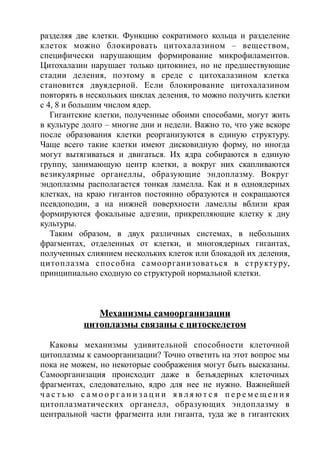разделяя две клетки. Функцию сократимого кольца и разделение
клеток можно блокировать цитохалазином – веществом,
специфически нарушающим формирование микрофиламентов.
Цитохалазин нарушает только цитокинез, но не предшествующие
стадии деления, поэтому в среде с цитохалазином клетка
становится двуядерной. Если блокирование цитохалазином
повторять в нескольких циклах деления, то можно получить клетки
с 4, 8 и большим числом ядер.
Гигантские клетки, полученные обоими способами, могут жить
в культуре долго – многие дни и недели. Важно то, что уже вскоре
после образования клетки реорганизуются в единую структуру.
Чаще всего такие клетки имеют дисковидную форму, но иногда
могут вытягиваться и двигаться. Их ядра собираются в единую
группу, занимающую центр клетки, а вокруг них скапливаются
везикулярные органеллы, образующие эндоплазму. Вокруг
эндоплазмы располагается тонкая ламелла. Как и в одноядерных
клетках, на краю гигантов постоянно образуются и сокращаются
псевдоподии, а на нижней поверхности ламеллы вблизи края
формируются фокальные адгезии, прикрепляющие клетку к дну
культуры.
Таким образом, в двух различных системах, в небольших
фрагментах, отделенных от клетки, и многоядерных гигантах,
полученных слиянием нескольких клеток или блокадой их деления,
цитоплазма способна самоорганизоваться в структуру,
принципиально сходную со структурой нормальной клетки.
Механизмы самоорганизации
цитоплазмы связаны с цитоскелетом
Каковы механизмы удивительной способности клеточной
цитоплазмы к самоорганизации? Точно ответить на этот вопрос мы
пока не можем, но некоторые соображения могут быть высказаны.
Самоорганизация происходит даже в безъядерных клеточных
фрагментах, следовательно, ядро для нее не нужно. Важнейшей
ч а с т ь ю с а м о о р г а н и з а ц и и я в л я ю т с я п е р е м е щ е н и я
цитоплазматических органелл, образующих эндоплазму в
центральной части фрагмента или гиганта, туда же в гигантских
 