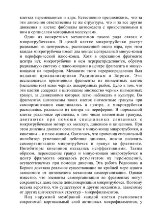 клетках перемещаются и ядра. Естественно предположить, что за
эти движения ответственны те же структуры, что и за все другие
движения в клетке: фибриллы цитоскелета с прикрепленными к
ним и органеллам моторными молекулами.
Один из конкретных механизмов такого рода связан с
микротрубочками. В целой клетке микротрубочки растут
радиально из центросомы, расположенной около ядра, при этом
каждая микротрубочка имеет два конца: центральный минус-конец
и периферический плюс-конец. Хотя в отрезанном фрагменте
центра нет, микротрубочки в нем перераспределяются, образуя
радиальную систему с плюс-концами в центре фрагмента и минус-
концами на периферии. Механизм этого перераспределения был
недавно проанализирован Радионовым и Бориси. Эти
исследователи приготовили фрагменты из пигментных клеток
(меланоцитов) кожи черных аквариумных рыбок. Дело в том, что
эти клетки содержат в цитоплазме множество черных пигментных
гранул, за движениями которых легко наблюдать в культуре. Во
фрагментах цитоплазмы таких клеток пигментные гранулы при
самоорганизации скапливались в центре, а микротрубочки
расходились радиально из центра на периферию. В нормальной
клетке различные органеллы, в том числе пигментные гранулы,
двигают ся при помощи специа льных связанных с
микротрубочками моторных молекул, динеинов и кинезинов. При
этом динеины двигают органеллы к минус-концу микротрубочки, а
кинезины – к плюс-концам. Оказалось, что применив специальный
ингибитор угнетающий действие динеина, можно подавить
самоорганизацию микротрубочек и гранул во фрагменте.
Ингибиторы кинезинов оказались неэффективными. Таким
образом, перемещение гранул и минус-концов микротрубочек в
центр фрагмента оказалось результатом их перемещений,
осуществляемых при помощи динеина. Эта работа Родионова и
Бориси доказала реальное существование по крайней мере одного
зависимого от цитоскелета механизма самоорганизации. Однако
известно, что элементы самоорганизации во фрагментах могут
сохраняться даже после деполимеризации микротрубочек. Поэтому
весьма вероятно, что существуют и другие механизмы, зависимые
от других цитосклетных структур – микрофиламентов.
Под наружной мембраной каждой клетки расположен
сократимый кортикальный слой актиновых микрофиламентов, у
 