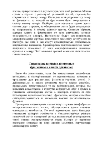 клеток, прикрепленных к дну культуры, этот слой растянут. Можно
сравнить кортекс с растянутой резиновой лентой, стремящейся
сократиться к своему центру. Очевидно, если разрезать эту ленту
на фрагменты, то каждый из фрагментов будет сокращаться к
своему новому центру. Наоборот, если несколько кусков ленты
склеить друг с другом, то объединенная лента будет сокращаться
по направлению к новому единому центру. Сходным образом,
кортекс клеток и фрагментов во всех ситуациях натянут
относительно центра. Натяжение будет ориентировать
микрофиламенты кортекса: представьте себе сетку, которую кто-то
растянул, все нити в ней станут ориентироваться относительно
направлению натяжения. Ориентировка микрофиламентов может
направлять зависимые от этих микрофиламентов движения
органелл к центру. Этот довольно простой механизм пока остается
гипотетическим.
Гигантские клетки и клеточные
фрагменты в нашем организме
Было бы удивительно, если бы замечательная способность
цитоплазмы к самоорганизации не использовалась клетками в
организме для различных физиологических целей. И
действительно, в нашем организме многие клетки способны
проделывать самостоятельно те же реорганизации, которые мы
вызываем искусственно в культуре: соединяться друг с другом в
гигантские многоядерные клетки и, наоборот, отделять от себя
безъядерные цитоплазматические фрагменты, которые способны
самоорганизовываться и выполнять важные физиологические
функции.
Примерами многоядерных клеток могут служить миофибриллы
поперечнополосатых мышц, образующиеся путем слияния
одноядерных миобластов. По всей вероятности, здесь благодаря
гигантским размерам ускоряется и синхронизируется реакция
мышечной клетки на нервный сигнал, вызывающий ее сокращение:
такой сигнал распространяется очень быстро от нервного
окончания (синапса) по всей единой мембране, окружающей
многоядерную клетку.
 