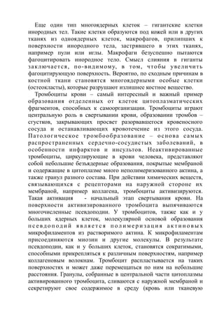 Еще один тип многоядерных клеток – гигантские клетки
инородных тел. Такие клетки образуются под кожей или в других
тканях из одноядерных клеток, макрофагов, прилипших к
поверхности инородного тела, застрявшего в этих тканях,
например пули или иглы. Макрофаги безуспешно пытаются
фагоцитировать инородное тело. Смысл слияния в гиганты
заключается, по-видимому, в том, чтобы увеличить
фагоцитирующую поверхность. Вероятно, по сходным причинам в
костной ткани становятся многоядерными особые клетки
(остеокласты), которые разрушают излишнее костное вещество.
Тромбоциты крови – самый интересный и важный пример
образования отделенных от клеток цитоплазматических
фрагментов, способных к самоорганизации. Тромбоциты играют
центральную роль в свертывании крови, образовании тромбов –
сгустков, закрывающих просвет разорвавшегося кровеносного
сосуда и останавливающих кровотечение из этого сосуда.
Патологическое тромбообразование – основа самых
распространенных сердечно-сосудистых заболеваний, в
особенности инфарктов и инсультов. Неактивированные
тромбоциты, циркулирующие в крови человека, представляют
собой небольшие безъядерные образования, покрытые мембраной
и содержащие в цитоплазме много неполимеризованного актина, а
также гранул разного состава. При действии химических веществ,
связывающихся с рецепторами на наружной стороне их
мембраной, например коллагена, тромбоциты активизируются.
Такая активация - начальный этап свертывания крови. На
поверхности активизированного тромбоцита выпячиваются
многочисленные псевдоподии. У тромбоцитов, также как и у
больших ядерных клеток, молекулярной основой образования
п с е вд о п од и й я в л я е т с я п о л и м е р и з а ц и я а к т и н о в ы х
микрофиламентов из растворимого актина. К микрофиламентам
присоединяются миозин и другие молекулы. В результате
псевдоподии, как и у больших клеток, становятся сократимыми,
способными прикрепляться к различным поверхностям, например
коллагеновым волокнам. Тромбоцит распластывается на таких
поверхностях и может даже перемещаться по ним на небольшие
расстояния. Гранулы, собранные в центральной части цитоплазмы
активированного тромбоцита, сливаются с наружной мембраной и
секретируют свое содержимое в среду (кровь или тканевую
 