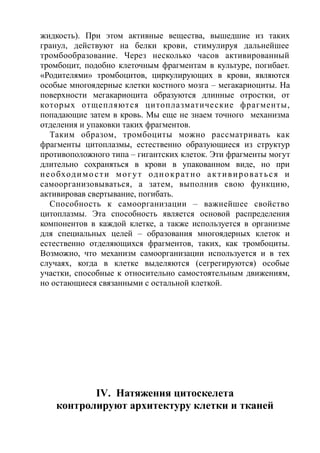 жидкость). При этом активные вещества, вышедшие из таких
гранул, действуют на белки крови, стимулируя дальнейшее
тромбообразование. Через несколько часов активированный
тромбоцит, подобно клеточным фрагментам в культуре, погибает.
«Родителями» тромбоцитов, циркулирующих в крови, являются
особые многоядерные клетки костного мозга – мегакариоциты. На
поверхности мегакариоцита образуются длинные отростки, от
которых отщепляются цитоплазматические фрагменты,
попадающие затем в кровь. Мы еще не знаем точного механизма
отделения и упаковки таких фрагментов.
Таким образом, тромбоциты можно рассматривать как
фрагменты цитоплазмы, естественно образующиеся из структур
противоположного типа – гигантских клеток. Эти фрагменты могут
длительно сохраняться в крови в упакованном виде, но при
необходимости могут однократно активироваться и
самоорганизовываться, а затем, выполнив свою функцию,
активировав свертывание, погибать.
Способность к самоорганизации – важнейшее свойство
цитоплазмы. Эта способность является основой распределения
компонентов в каждой клетке, а также используется в организме
для специальных целей – образования многоядерных клеток и
естественно отделяющихся фрагментов, таких, как тромбоциты.
Возможно, что механизм самоорганизации используется и в тех
случаях, когда в клетке выделяются (сегрегируются) особые
участки, способные к относительно самостоятельным движениям,
но остающиеся связанными с остальной клеткой.
IV. Натяжения цитоскелета
контролируют архитектуру клетки и тканей
 
