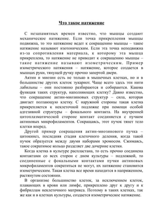Что такое натяжение
С незапамятных времен известно, что мышцы создают
механическое натяжение. Если точка прикрепления мышцы
подвижна, то это натяжение ведет к сокращению мышцы – такое
натяжение называют изотоническим. Если эта точка неподвижна
из-за сопротивления материала, к которому эта мышца
прикреплена, то натяжение не приводит к сокращению мышцы –
такое натяжение называют изометрическим. Пример
изометрического натяжения – натяжение, которое создается в
мышцах руки, тянущей ручку прочно запертой двери.
Актин и миозин есть не только в мышечных клетках, но и в
большинстве других клеток эукариот. Чаще всего здесь эти нити
лабильны – они постоянно разбираются и собираются. Какова
функция таких структур, наполняющих клетку? Давно известно,
что сокращение актин-миозиновых структур – сила, которая
двигает ползающую клетку. С наружной стороны такая клетка
прикрепляется к неклеточной подложке при помощи особой
адгезивной структуры – фокального контакта. На внутренней
цитоплазматической стороне контакт соединяется с пучком
актиновых микрофиламентов. Сокращаясь, этот пучок тянет тело
клетки вперед.
Другой пример сокращения актин-миозинового пучка –
цитокинез, последняя стадия клеточного деления, когда такой
пучок образуется между двумя наборами хромосом. Сжимаясь,
такое сократимое кольцо разделяет две дочерние клетки.
Когда клетка в культуре распластана, то есть прочно соединена
контактами со всех сторон с дном культуры – подложкой, то
соединенные с фокальными контактами пучки актиновых
микрофиламентов сократиться не могут, их натяжение становится
изометрическим. Такая клетка все время находится в напряженном,
растянутом состоянии.
В организме большинство клеток, за исключением клеток,
плавающих в крови или лимфе, прикреплено друг к другу и к
фибриллам неклеточного матрикса. Поэтому в таких клетках, так
же как и в клетках культуры, создается изометрическое натяжение.
 