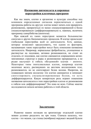 Натяжение цитоскелета и коренные
перестройки клеточных программ
Как мы знаем, клетки в организме и культуре способны под
влиянием определенных сигналов переключаться с одной
программы работы на другую: клетка может начать или прекратить
размножение, превратиться из менее специализированной в более
специализированную (дифференцироваться) и, наконец, включить
программу самоубийства (апоптоза).
При каждой из таких перестроек меняется большинство
синтезов и других биохимических процессов. В клетке происходит
глобальная перестройка всей ее деятельности. Есть данные,
которые позволяют предположить, что одним из факторов,
вызывающих такие перестройки могут быть изменения натяжения
цитоскелета. Например, нормальные фибробласты, уплощенные и
растянутые на подложке, активно размножаются, но стоит их
отделить от подложки, как клетки сжимаются сокращением актин-
миозиновых структур в шары и размножение прекращается, а не
редко наступает и гибель «бездомной» клетки – апоптоз.
Некоторые типы эпителиальных клеток, например клетки
молочных желез, растянувших на жестком коллагеновом геле,
размножаются, но не синтезируют белки молока. Напротив, на
плавающем мягком коллагене эти клетки сжимаются и начинают
синтезировать специализированные белки, то е сть
дифференцируются. Какую конкретную роль играют изменения
натяжения цитоскелета в этих перестройках клеток от размножения
к гибели или дифференцировке? Это пока не ясно. Сейчас многие
исследователи начали активно работать в этой области.
Заключение
Развитие наших взглядов на архитектуру отдельной клетки
можно условно разделить на три этапа. Сначала казалось, что
клетка - это мешок, где стенка (мембрана) окружает жидкий бульон
 