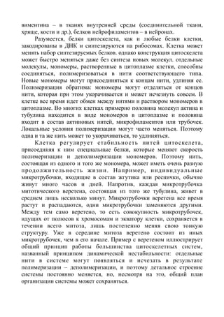 виментина – в тканях внутренней среды (соединительной ткани,
хряще, кости и др.), белков нейрофиламентов – в нейронах.
Разумеется, белки цитоскелета, как и любые белки клетки,
закодированы в ДНК и синтезируются на рибосомах. Клетка может
менять набор синтезируемых белков. однако конструкция цитоскелета
может быстро меняться даже без синтеза новых молекул. отдельные
молекулы, мономеры, растворенные в цитоплазме клетки, способны
соединяться, полимеризоваться в нити соответствующего типа.
Новые мономеры могут присоединяться к концам нити, удлиняя ее.
Полимеризация обратима: мономеры могут отделяться от концов
нити, которая при этом укорачивается и может исчезнуть совсем. В
клетке все время идет обмен между нитями и раствором мономеров в
цитоплазме. Во многих клетках примерно половина молекул актина и
тубулина находится в виде мономеров в цитоплазме и половина
входит в состав актиновых нитей, микрофиламентов или трубочек.
Локальные условия полимеризации могут часто меняться. Поэтому
одна и та же нить может то укорачиваться, то удлиняться.
Клетка регулирует стабильность нитей цитоскелета,
присоединяя к ним специальные белки, которые меняют скорость
полимеризации и деполимеризации мономеров. Поэтому нить,
состоящая из одного и того же мономера, может иметь очень разную
продолжительность жизни. Например, индивидуальные
микротрубочки, входящие в состав жгутика или реснички, обычно
живут много часов и дней. Напротив, каждая микротрубочка
митотического веретена, состоящая из того же тубулина, живет в
среднем лишь несколько минут. Микротрубочки веретена все время
растут и распадаются, одни микротрубочки заменяются другими.
Между тем само веретено, то есть совокупность микротрубочек,
идущих от полюсов к хромосомам и экватору клетки, сохраняется в
течении всего митоза, лишь постепенно меняя свою тонкую
структуру. Уже в середине митоза веретено состоит из иных
микротрубочек, чем в его начале. Пример с веретеном иллюстрирует
общий принцип работы большинства цитоскелетных систем,
названный принципом динамической нестабильности: отдельные
нити в системе могут появляться и исчезать в результате
полимеризации – деполимеризации, и поэтому детальное строение
системы постоянно меняется, но, несмотря на это, общий план
организации системы может сохраняться.
 