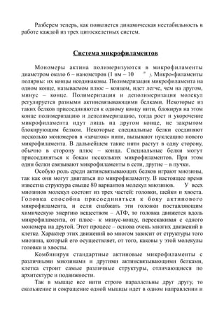 Разберем теперь, как появляется динамическая нестабильность в
работе каждой из трех цитоскелетных систем.
Система микрофиламентов
Мономеры актина полимеризуются в микрофиламенты
диаметром около 6 – нанометров (1 нм – 10 м). Микро-филаменты
полярны: их концы неодинаковы. Полимеризация микрофиламента на
одном конце, называемом плюс – концом, идет легче, чем на другом,
минус – конце. Полимеризация и деполимеризация молекул
регулируется разными актинсвязывающими белками. Некоторые из
таких белков присоединяются к одному концу нити, блокируя на этом
конце полимеризацию и деполимеризацию, тогда рост и укорочение
микрофиламента идут лишь на другом конце, не закрытом
блокирующим белком. Некоторые специальные белки соединяют
несколько мономеров в «зачаток» нити, вызывают нуклеацию нового
микрофиламента. В дальнейшем такие нити растут в одну сторону,
обычно в сторону плюс – конца. Специальные белки могут
присоединяться к бокам нескольких микрофиламентов. При этом
одни белки связывают микрофиламенты в сети, другие – в пучки.
Особую роль среди актинсвязывающих белков играют миозины,
так как они могут двигаться по микрофиламенту. В настоящее время
известна структура свыше 80 вариантов молекул миозинов. У всех
миозинов молекул состоит из трех частей: головки, шейки и хвоста.
Головка способна присоединяться к боку актинового
микрофиламента, и если снабжать эти головки поставляющим
химическую энергию веществом – АТФ, то головка движется вдоль
микрофиламента, от плюс– к минус-концу, перескакивая с одного
мономера на другой. Этот процесс – основа очень многих движений в
клетке. Характер этих движений во многом зависит от структуры того
миозина, который его осуществляет, от того, каковы у этой молекулы
головки и хвосты.
Комбинируя стандартные актиновые микрофиламенты с
различными миозинами и другими актинсвязывающими белками,
клетка строит самые различные структуры, отличающиеся по
архитектуре и подвижности.
Так в мышце все нити строго параллельны друг другу, то
скольжение и сокращение одной мышцы идет в одном направлении и
-9
 