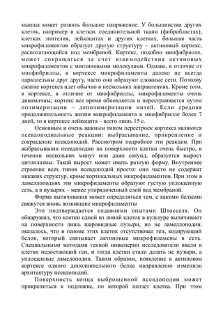 мышца может развить большое напряжение. У большинства других
клеток, например в клетках соединительной ткани (фибробластах),
клетках эпителия, лейкоцитах и других клетках, большая часть
микрофиламентов образует другую структуру – актиновый кортекс,
располагающийся под мембраной. Кортекс, подобно миофибрилле,
может сокращаться за счет взаимодействия актиновых
микрофиламентов с миозиновыми молекулами. Однако, в отличие от
миофибриллы, в кортексе микрофиламенты далеко не всегда
параллельны друг другу, часто они образуют сложные сети. Поэтому
сжатие кортекса идет обычно в нескольких направлениях. Кроме того,
в кортексе, в отличие от миофибриллы, микрофиламенты очень
динамичны; кортекс все время обновляется и перестраивается путем
полимеризации – деполимеризации нитей. Если средняя
продолжительность жизни микрофиламента в миофибрилле более 7
дней, то в кортексе лейкоцита – всего лишь 15 с.
Основным и очень важным типом перестроек кортекса являются
псевдоподиальные реакции: выбрасывание, прикрепление и
сокращение псевдоподий. Рассмотрим подробнее эти реакции. При
выбрасывании псевдоподии на поверхности клетки очень быстро, в
течении нескольких минут или даже секунд, образуется вырост
цитоплазмы. Такой вырост может иметь разную форму. Внутреннее
строение всех типов псевдоподий просто: они часто не содержат
никаких структур, кроме кортикальных микрофиламентов. При этом в
ламеллоподиях эти микрофиламенты образуют густую уплощенную
сеть, а в пузырях – менее упорядоченный слой под мембраной.
Форма выпячивания может определяться тем, с какими белками
свяжутся вновь возникшие микрофиламенты
Это подтверждается недавними опытами Штосселя. Он
обнаружил, что клетки одной из линий клеток в культуре выпячивают
на поверхности лишь шаровидные пузыри, но не ламеллоподии.
оказалось, что в геноме этих клеток отсутствовал ген, кодирующий
белок, который связывает актиновые микрофиламены в сеть.
Специальными методами генной инженерии исследователи ввели в
клетки недостающий ген, и тогда клетки стали делать не пузыри, а
уплощенные ламелоподии. Таким образом, появление в актиновом
кортексе одного дополнительного белка направленно изменило
архитектуру псевдоподий.
Поверхность конца выброшенной псевдоподии может
прикрепиться к подложке, по которой ползет клетка. При этом
 
