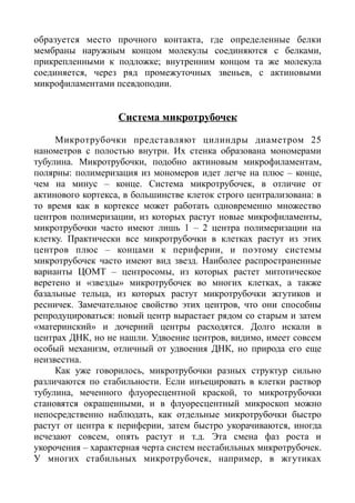 образуется место прочного контакта, где определенные белки
мембраны наружным концом молекулы соединяются с белками,
прикрепленными к подложке; внутренним концом та же молекула
соединяется, через ряд промежуточных звеньев, с актиновыми
микрофиламентами псевдоподии.
Система микротрубочек
Микротрубочки представляют цилиндры диаметром 25
нанометров с полостью внутри. Их стенка образована мономерами
тубулина. Микротрубочки, подобно актиновым микрофиламентам,
полярны: полимеризация из мономеров идет легче на плюс – конце,
чем на минус – конце. Система микротрубочек, в отличие от
актинового кортекса, в большинстве клеток строго централизована: в
то время как в кортексе может работать одновременно множество
центров полимеризации, из которых растут новые микрофиламенты,
микротрубочки часто имеют лишь 1 – 2 центра полимеризации на
клетку. Практически все микротрубочки в клетках растут из этих
центров плюс – концами к периферии, и поэтому системы
микротрубочек часто имеют вид звезд. Наиболее распространенные
варианты ЦОМТ – центросомы, из которых растет митотическое
веретено и «звезды» микротрубочек во многих клетках, а также
базальные тельца, из которых растут микротрубочки жгутиков и
ресничек. Замечательное свойство этих центров, что они способны
репродуцироваться: новый центр вырастает рядом со старым и затем
«материнский» и дочерний центры расходятся. Долго искали в
центрах ДНК, но не нашли. Удвоение центров, видимо, имеет совсем
особый механизм, отличный от удвоения ДНК, но природа его еще
неизвестна.
Как уже говорилось, микротрубочки разных структур сильно
различаются по стабильности. Если инъецировать в клетки раствор
тубулина, меченного флуоресцентной краской, то микротрубочки
становятся окрашенными, и в флуоресцентный микроскоп можно
непосредственно наблюдать, как отдельные микротрубочки быстро
растут от центра к периферии, затем быстро укорачиваются, иногда
исчезают совсем, опять растут и т.д. Эта смена фаз роста и
укорочения – характерная черта систем нестабильных микротрубочек.
У многих стабильных микротрубочек, например, в жгутиках
 