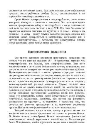 сохраняется постоянная длина. Большую или меньшую стабильность
придают микротрубочкам особые белки, связывающиеся с их
наружной стенкой и укрепляющие ее.
Среди белков, прикрепленных к микротрубочкам, очень важны
моторные молекулы – динеины и кинезины. Эти молекулы одним
концом прикрепляются сбоку к микротрубочке и могут двигаться по
ней, если доставлять им энергию в виде АТФ. При этом большинство
вариантов кинезина двигается по трубочке к ее плюс – концу, а все
динеины – к минус – концу. Другим полюсом молекула динеина или
кинезина может прикрепиться к мембранным органеллам или к
другим микротрубочкам. В результате эти молекулярные моторы
могут совершать много разных типов движений.
Промежуточные филаменты
Это третий основной компонент цитоскелета, названный так
потому, что его нити по диаметру (8 – 10 нанометров) меньше, чем
микротрубочки, но больше, чем микрофиламенты. Эти нити
многочисленны в цитоплазме большинства клеток; по-видимому, они
растут из многих центров, но этот вопрос еще окончательно не решен.
Промежуточные филаменты – очень прочные структуры: разными
экстрагирующими солевыми растворами можно удалить из клетки все
ее компоненты, а сеть промежуточных филаментов сохраняется, пока
мы не применим сверхсильные денатурирующие агенты, например
концентрированный раствор мочевины. Другое отличие этих
филаментов от других цитоскелетных нитей: их мономеры легко
полимеризуются, но с большим трудом деполимеризуются, поэтому в
клетке свободных растворенных мономеров почти нет. Впрочем,
когда это необходимо, клетка легко перестраивает свою систему
межуточных филаментов. например, при митозе все филаменты
распадаются на фрагменты, по-видимому, в результате того, что
специальный фермент присоединяет к их мономерам фосфатные
группы. После митоза филаменты быстро восстанавливаются.
Загадкой остается вопрос о том, почему в разных тканях эти
морфологически сходные филаменты построены из разных белков.
Особенно велико разнообразие белков межуточных филаментов
эпителиальных тканей, кератинов в каждой клетке. Выделено уже
более 30 кератинов, комбинирующихся по два типа в каждой клетке.
 