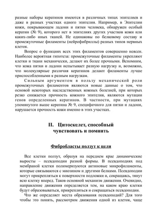 разные наборы кератинов имеются в различных типах эпителиев и
даже в разных участках одного эпителия. Например, в Эпителии
кожи, покрывающем ладони и пятки человека, обнаружен особый
кератин (№ 9), которого нет в эпителиях других участков кожи или
каких-либо иных тканей. Не одинаковы по белковому составу и
промежуточные филаменты (нейрофибриллы) разных типов нервных
клеток.
Вопрос о функциях всех этих филаментов совершенно неясен.
Наиболее вероятная гипотеза: промежуточные филаменты укрепляют
клетки и ткани механически, делают их более прочными. Вспомним,
что кожа пятки и ладони испытывает разную нагрузку и, возможно,
что молекулярные различия кератинов делают филаменты лучше
приспособленными к разным нагрузкам.
Сильным аргументом в пользу механической роли
промежуточных филаментов являются новые данные о том, что
основой некоторых наследственных кожных болезней, при которых
резко снижается прочность кожного эпителия, являются мутации
генов определенных кератинов. В частности, при мутациях
упомянутого выше кератина № 9, специфичного для пятки и ладони,
нарушается прочность кожи именно в этих участках.
II. Цитоскелет, способный
чувствовать и помнить
Фибробласты ползут к цели
Все клетки ползут, образуя на переднем крае динамические
выросты – псевдоподии разной формы. В псевдоподиях под
мембраной клетки полимеризуются актиновые микрофиламенты,
которые связываются с миозином и другими белками. Псевдоподии
могут прикрепляться к поверхности подложки и, сокращаясь, тянут
всю клетку вперед. Таков основной механизм движения. Очевидно,
направление движения определяется тем, на каком краю клетки
будут образовываться, прикрепляться и сокращаться псевдоподии.
Что же определяет места образования псевдоподий? Для того
чтобы это понять, рассмотрим движения одной из клеток, чаще
 