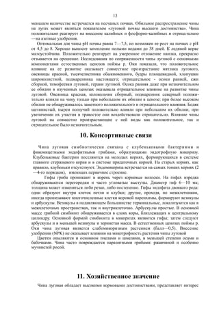 меньшем количестве встречается на песчаных почвах. Обильное распространение чины
на лугах может являться показателем «луговой почвы высшего достоинства». Чина
положительно реагирует на внесение калийных и фосфорно-калийных и отрицательно
—на азотные удобрения.
Оптимальная для чины рН почвы равна 7—7,5, но возможен ее рост на почвах с рН
от 4,5 до 8. Хорошо выносит затопление полыми водами до 38 дней. К ледяной корке
малоустойчива. Положительно реагирует на умеренное отложение наилка, прекрасно
отзывается на орошение. Исследования по сопряженности чипы луговой с основными
компонентами естественных цеиозов поймы р. Оки показали, что положительное
влияние на ее развитие оказывает совместное произрастание мятлика лугового,
овсяницы красной, тысячелистника обыкновенного, будры плющевидной, хлопушки
широколистной, подмаренника настоящего; отрицательное - осоки ранней, ежи
сборной, тимофеевки луговой, герани луговой. Осока ранняя даже при незначительном
ее обилии в изученных ценозах оказывала отрицательное влияние на развитие чины
луговой. Овсяница красная, колокольчик сборный, подмаренник северный положи-
тельно влияли на чину только при небольшом их обилии в ценозе; при более высоком
обилии не обнаруживалось заметного положительного и отрицательного влияния. Бодяк
щетинистый, пыреи ползучий положительно влияли при небольшом их обилии; при
увеличении их участия в травостое они воздействовали отрицательно. Влияние чины
луговой на совместно произрастающие с ней виды как положительное, так и
отрицательное было незначительным.
10. Консортивные связи
Чина луговая симбиотически связана с клубеньковыми бактериями и
фикомицетными эндофитными грибами, образующими эндотрофную микоризу.
Клубеньковые бактерии поселяются на молодых корнях, формирующихся в системе
главного стержневого корня и в системе придаточных корней. На старых корнях, как
правило, клубеньки отсутствуют. Эндомикориза встречается на самых тонких корнях (2
—4-го порядков), имеющих первичное строение.
Гифы гриба проникают в корень через корневые волоски. На гифах изредка
обнаруживаются перегородки и часто угловатые выступы. Диаметр гиф 6—10 мк;
толщина может изменяться либо резко, либо постепенно. Гифы эндофита двоякого рода:
одни образуют внутри клеток петли и клубки; другие, проходя, по межклетникам,
иногда пронизывают многочисленные клетки коровой паренхимы, формируют везикулы
и арбускулы. Везикулы в подавляющем большинстве терминальные, локализуются как в
межклеточных пространствах, так и внутриклеточно. Арбускулы простые. В основной
массе грибной симбионт обнаруживается в слоях коры, близлежащих к центральному
цилиндру. Основной формой симбионта в микоризах являются гифы; затем следуют
арбускулы и в меньшей везикулы и зернистая масса. В естественных ценозах поймы р.
Оки чина луговая является слабомикоризиым растением (балл—0,5). Внесение
удобрении (NPK) не оказывает влияния на микотрофность растения чипы луговой
Цветки опыляются и основном пчелами и шмелями, в меньшей степени осами и
бабочками. Чина часто повреждается паразитными грибами: ржавчиной и особенно
мучнистой росой.
11. Хозяйственное значение
Чина луговая обладает высокими кормовыми достоинствами, представляет интерес
13
 