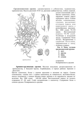 Среднеазиатская группа – распространена в узбекистане, таджикистане,
туркменистане. Высота растений 35-65 см, растения слабоветвистые, стебель нежный,
сильно полегающий. (рис )
Цветки одиночные, синие,
наружняя сторона паруса
пурпурного цвета. Семена
мелкие, клиновидные,
гл а д к и е , р а з л и ч н ы х
оттенков серого или
коричневого цвет а с
разнообразным рисунком.
Вес 1000 семян 70-150
грамм. Вегетационный
п е р и о д 7 0 - 9 0 д н е й .
Устойчива к воздушной
засухе. Содержание белка
30-32%. Восприимчива к
г р и б н ы м б о л е з н я м ,
требовательна к теплу,
особенно в период
Рис 8 Чина луговая
среднеазиатской группы
1- куст
2- цветок
3- бобы
4- семена
созревания.
Развариваемость средняя
Армяно-грузинская группа. Местная популяция, распространенная по
преимуществу, в Западной Грузни, Азербайджане, и горных районах Армении н
Дагестане.
Цветки одиночные, белые с синими крыльями и жилками на парусе. Семена
клиновидные, гладкие или с слабым вдавленном па поверхности, желтовато-белые,
иногда зеленоватые с темным ободком вокруг рубчика и по окружности, средние по
величине. Вес 1000 семян 160-240 грамм. Вегетационный период до полного
созревания 67—80 дней. Слабо восприимчива к аскохитозу. Содержание белка в
семенах среднее. Развариваемость средняя.
15
 