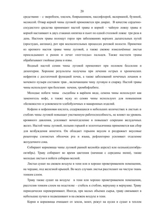 средствами – с зверобоем, хмелем, боярышником, пассифлорой, валерианой, бузиной,
мелиссой. Отвар корней чины луговой применяется при диарее. В качестве сердечно-
сосудистого средства принимают настой травы и корней – чайную ложку травы и
корней настаивают в двух стаканах кипятка и пьют по одной столовой ложке три раза в
день. Настоем травы полощут горло при заболеваниях верхних дыхательных путей
(простудах, ангинах), рот при воспалительных процессах ротовой полости. Примочки
из крепкого настоя травы чины луговой, а также свежие измельчённые листья
прикладывают к ранам и лечат «ногтоеды» пальцев. Также настоем травы
обрабатывают гнойные раны и язвы.
Водный настой семян чины луговой применяют при половом бессилии и
дизентерии. Хорошие результаты получены при лечении острых и хронических
нефритов с достаточной функцией почек, а также заболеваний почечных лоханок и
мочевого пузыря составом трав , включающим чину луговую и спаржу. Настой травы
чины используют при болезнях печени, тромбофлебите.
Молодые побеги чины съедобны в варёном виде, семена чины используют как
заменитель кофе, а также муку из семян чины используют для повышения
«белковости» и усвояемости хлебобулочных и макаронных изделий.
Кофеин и кофеиновая кислота, содержащиеся в небольших количествах в листьях и
стеблях чины луговой повышает умственную работоспособность, не влияет на уровень
кровяного давления, усиливает мочеотделение и повышает секрецию желудочных
желез. Настой чины луговой, полыни горькой и золототысячника применяется как сбор
для возбуждения аппетита. Он обладает горьким вкусом и раздражает вкусовые
рецепторы слизистых оболочек рта и языка, рефлекторно усиливает отделение
желудочного сока.
Собирают корневища чины луговой ранней весной(в апреле) или осенью(сентябрь-
октябрь). Траву собирают во время цветения (начиная с середины июня), также
молодые листья и побеги собираю весной.
Листья сушат на свежем воздухе в тени или в хорошо проветриваемом помещении,
на чердаке, под железной крышей. Во всех случаях листья расстилают на чистую ткань
тонким слоем.
Траву также сушат на воздухе в тени или хорошо проветриваемом помещении,
расстелив тонким слоем на подстилке – стебель к стеблю, верхушку к верхушке. Траву
периодически переворачивают. Иногда, при малых объемах сырья, траву связывают в
небольшие пучки и подвешивают в на свежем воздухе в тени.
Корни и корневища очищают от земли, моют, режут на куски и сушат в теплом
20
 