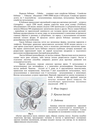 Порядок бобовые - Fabales содержит одно семейство бобовые . Семейство
бобовые - Fabaceae объединяет 17000-18000 видов и 650 родов. Семейство принято
делить на 3 подсемейства : цезальпиниевые, мимозовые, мотыльковые. Крупнейшее
семейство мотыльковые.
К бобовым принадлежит крупнейший в мире род цветковых растений - астрагал
(Astragalus) – около 2200 видов; широко известны виды рода клевер (Trifolium),
объединяющего 320 видов; акация (Acacia) 1200 тропических и субтропических видов;
мимоза (Mimosa) 500 американских тропических видов и другие. После злаков бобовые
- важнейшая по практической значимости для человека группа цветковых растений.
Бобовые распространены по всему миру, но цезальпиниевые и мимозовые встречаются
главным образом в тропиках и субтропиках, где наряду с мотыльковыми составляют
важный элемент флоры. В пределах своего ареала бобовые занимают очень
разнообразные местообитания.
Среди бобовых известны почти все жизненные формы, исключая паразитов и
эпифитов. Некоторые древесные представители достигают 60-80 метров высоты и в
тоже время существуют крохотные, всего в несколько сантиметров однолетние травы.
На корнях значительной части бобовых имеются клубеньки, которые возникают как
разрастания паренхимной ткани их корней вследствии внедрения и эндогенного
расселения азотфиксирующих бактерий рода ризобиум.
Листья бобовых разнообразны, но всегда сложные. Прилистники всегда имеются,
однако часто рано опадают, либо иногда сильно разрастаются (горох). Листья и
отдельные листочки способны совершать разного рода круговые движения или
складываться на ночь.
Цветки обоеполые, нередко довольно крупные яркие. У мотыльковых и
цезальпиниевых они зигоморфные, а у мимозовых актиноморфные. Околоцветник
всегда двойной. Чашечка состоит из 5, реже из 4 срастающихся чашелистиков,
правильная или неправильная. Лепестков 5 (всё подсемейство мотыльковых, часть
цезальпиниевых и мимозовых) или 4 (остальные цезальпиниевые и мимозовые).
Венчик мотыльковых устроен характерно. Верхний, наружный по своему положению в
почке и обычно самый крупный лепесток
получил название флага (паруса). Он
способствует привлечению насекомых
опылителей. (РИС 1)
1- Флаг (парус)
2- Крылья (весла)
3- Лодочка
Боковые лепестки называются крыльями
(веслами)и используются насекомыми в
качестве посадочной площадки. Самые
внутренние по положению в почке лепестки
Рис 1
обычно срастаются вдоль нижнего края, образуя лодочку (киль). Лодочка подобно
защитному футляру, предохраняет тычинки и пестик и препятствует посещению
цветков мелкими насекомыми, которые поедают пыльцу или нектар, но не являются
эффективными опылителями.
3
 