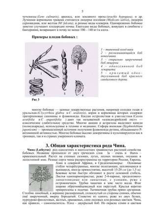 чечевицы (Lens culinaris), арахиса, или земляного ореха (arachis hypogaea), и др.
Лучшими кормовыми травами считаются люцерна посевная (Medicato sativa), люцерна
серповидная, или желтая (M/ falcata), и разные виды клеверов. Одновременно бобовые
заметно улучшают плодородие почвы. Ежегодно виды бобовых, живущих в симбиозе с
бактериями, возвращают в почву не менее 100—140 кг/га азота.
Примеры плодов бобовых :
1 – типичный плод вики
2 – разламывающийся боб
копеечника
3 – спирально закрученный
боб люцерны
4 – од н о се м я н н о й бо б
эспарцета
5 – к р ы л а т ы й о д н о –
двусемянной боб красного
сандалового дерева.
Рис 3
многие бобовые — ценные лекарственные растения, например солодки голая и
уральская (С1усуrrhiza glabra и С . uralensis), корни и корневища которых содержат
тритерпеновые сапонины и флавоноиды. Кассии остролистная и узколистная (Cassia
acutifolia и С . angustifolia ) дают так называемый «александрийский лист» —
классическое слабительное средство. Многие акации и астрагалы выделяют камеди
(полисахариды), используемые в технике и медицине. Софора японская (Styphnolobium
japonicum) — промышленный источник получения флавоноида рутина, обладающего Р-
витаминной активностью. Многие бобовые высоко декоративны и культивируются как в
тропиках, так и в странах умеренного климата.
3. Общая характеристика рода Чина.
Чина (Lathyrus) род однолетних и многолетних травянистых растений семейства
бобовых. Название произошло от двух греческих слов la – очень и thuros –
привлекательный. Растет на степных склонах, лугах, лесных полянах, опушках в
лесостепной зоне. Разные сорта чины распространены на территории России, Европы,
Азии и северной Африки, в Средиземноморье. Основные
стебли четырёхгранные, многие полегающие, цепляющиеся и
вьющиеся, иногда прямостоячие, высотой 15-20 см (до 1,5 м).
Боковые ветви быстро обгоняют в росте основной стебель.
Листья однопарноперистые, реже 2-4-парные, продолговато-
ланцетовидные или ланцетные, с усиками, реже с
остроконечием. Трубка чашечки в зеве часто косая. Флаг
широко обратнояйцевидный или округлый. Крылья коротко
прикреплены к лодочке. Тычиночная трубка прямо срезанная.
Столбик линейный, к вершине расширенный, сплюснутый со стороны спинки, обычно
ещё закрученный, вверху бородатый. Соцветие из одного, реже из двух белых,
пурпурово-фиолетовых, желтых, оранжевых, сине-лиловых или розовых цветков. Чина,
как правило, - самоопылитель. Плод - двукрылый боб. По окраске семян и цветков
5
 