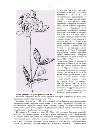 О д н о в р е м е н н о в е г е т и р у е т
несколько побегов, связанных
длинн ы м и ( 5 — 4 8 ) с м
гипогеогенными корневищами, от
которых отходят придаточные
корни. Из верхушечной почки
корневища образуется надземный
побег. Таким образом, корневище
чины — это подземная часть
надземного трофофильного побега.
Благодаря ветвлению подземных
п о б е г о в и и х н а р а с т а н и ю
образуется симподиальная система
корневищ, размещающаяся в
верхнем (до 10— 15 см) слое
почвы. Корневища на первом году
жизни белые, с возрастем они
буреют. В первые годы жизни
растения (до 3—5 или 7—10 лет) у
него имеется главный стержневой
корень, проникающий в почву по
наблюдениям на лугах в пойме р.
Оки до 140—150 см .
Придаточные корни, отходящие от
корневищ, возникают на растении
еще при жизни главного корня.
После образования клон а и
отделения корневища от главного
к о р н я в о з н и к ш и е о с о б и
вегетативного размножения живут
только за счет системы прида-
точных корней, которые у чины
двух типов. Одни (их меньше)
обычно возникают в ме сте
о т в е т в л е н и я к о р н е в и щ а ,
отличаются от других придаточных
корней большим долголетием,
большей длиной и диаметром,
Чина луговая - Lathyrus pratensis (рис 4)
меньшим ветвлением. Более тонкие придаточные корни образуются по всей длине
корневища, сохраняются в среднем до 2—4 лет,
проникают в почву до 15—20 см, а отходящие от них боковые корни пронизывают
почвенный горизонт в разных направлениях. На этих корнях формируется большое чис-
ло клубеньков. Молодые корни имеют светлую окраску, по мере старения они
приобретают темно-бурую окраску. Клубеньки на старых корнях отсутствуют или
обнаруживаются в небольших количествах.
Надземные побеги чины достигают 60—70 (до 100) см длины. Они голые или слабо
опушены. Листорасположение очередное с углом дивергенции в 180°. В основании
надземного побега, так же как и на корневище, образуются листья низовой формации,
сменяющиеся выше зелеными сложными парноперистыми листьями с одной парой
листочков, крупными зелеными прилистниками и простым или слабоветвящимся
усиком на верхушке. Черешок бескрылый, угловатый; листочки продолговато-
7
 