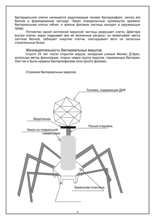 бактериальной клетки начинается редупликация генома бактериофага, синтез его
белков и формирование капсида. Через определенный промежуток времени
бактериальная клетка гибнет, и зрелые фаговые частицы выходят в окружающую
среду.
Потомство одной ничтожной вирусной частицы разрушает клетку. Действуя
внутри клетки, вирус подрывает все её жизненные ресурсы: он захватывает места
синтеза белков, забирает энергию клетки, накладывает вето на запасные
строительные блоки.
Жизнедеятельность бактериальных вирусов.
Спустя 25 лет после открытия вируса, канадский ученый Феликс Д’Эрел,
используя метод фильтрации, открыл новую группу вирусов, поражающих бактерии.
Они так и были названы бактериофагами (или просто фагами).
Строение бактериальных вирусов.
Головка, содержащая ДНК
Воротничок
Полый стержень
Чехол со спиральной
симметрией
Базальная пластина.
18
 
