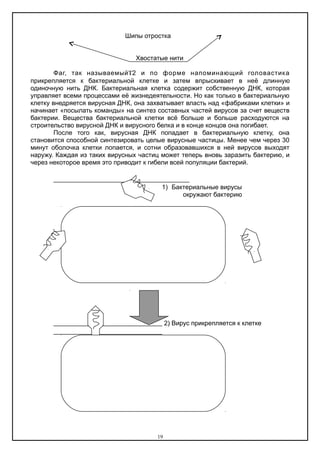 Шипы отростка
Хвостатые нити
Фаг, так называемый2 и по форме напоминающий головастика
прикрепляется к бактериальной клетке и затем впрыскивает в неё длинную
одиночную нить ДНК. Бактериальная клетка содержит собственную ДНК, которая
управляет всеми процессами её жизнедеятельности. Но как только в бактериальную
клетку внедряется вирусная ДНК, она захватывает власть над «фабриками клетки» и
начинает «посылать команды» на синтез составных частей вирусов за счет веществ
бактерии. Вещества бактериальной клетки всё больше и больше расходуются на
строительство вирусной ДНК и вирусного белка и в конце концов она погибает.
После того как, вирусная ДНК попадает в бактериальную клетку, она
становится способной синтезировать целые вирусные частицы. Менее чем через 30
минут оболочка клетки лопается, и сотни образовавшихся в ней вирусов выходят
наружу. Каждая из таких вирусных частиц может теперь вновь заразить бактерию, и
через некоторое время это приводит к гибели всей популяции бактерий.
1) Бактериальные вирусы
окружают бактерию
2) Вирус прикрепляется к клетке
19
 